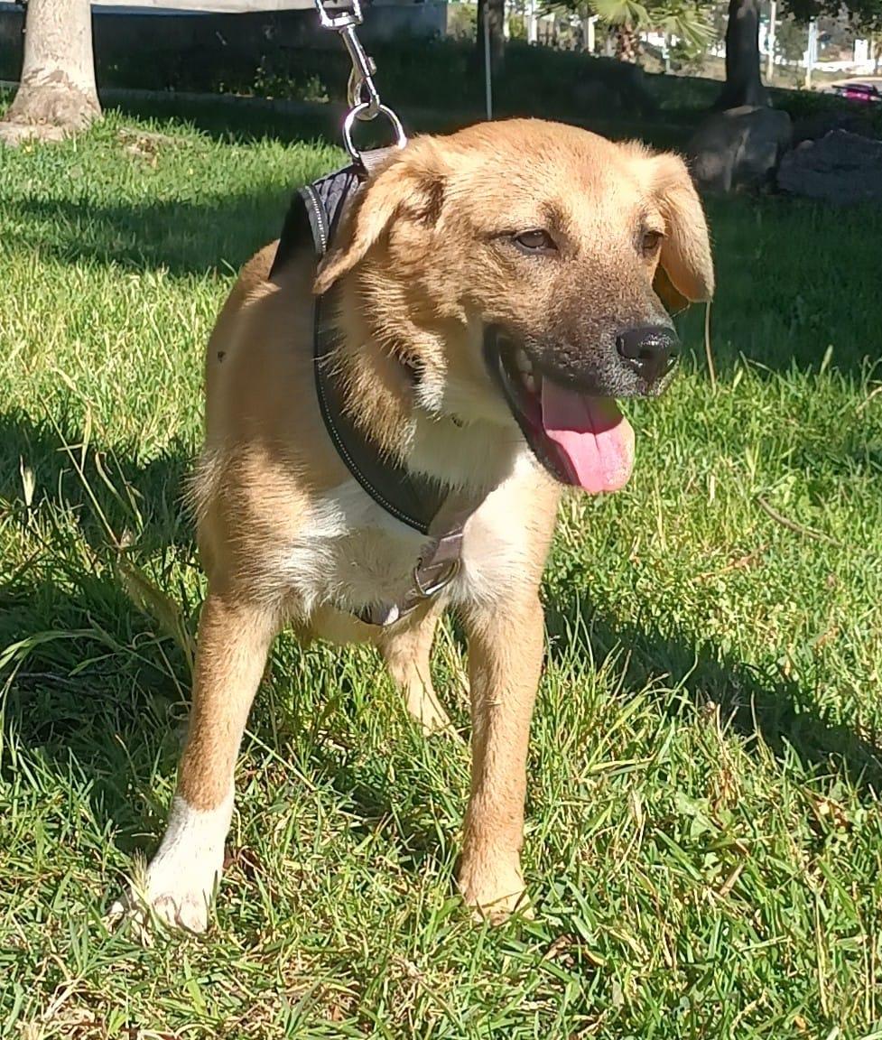 Bambi, a ADOPTABLE mixed breed in Orange, CA image 5/5