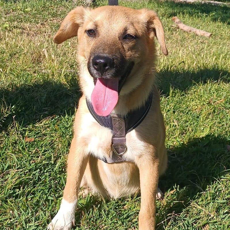 Bambi, ADOPTABLE, Puppy Male Anatolian Shepherd.