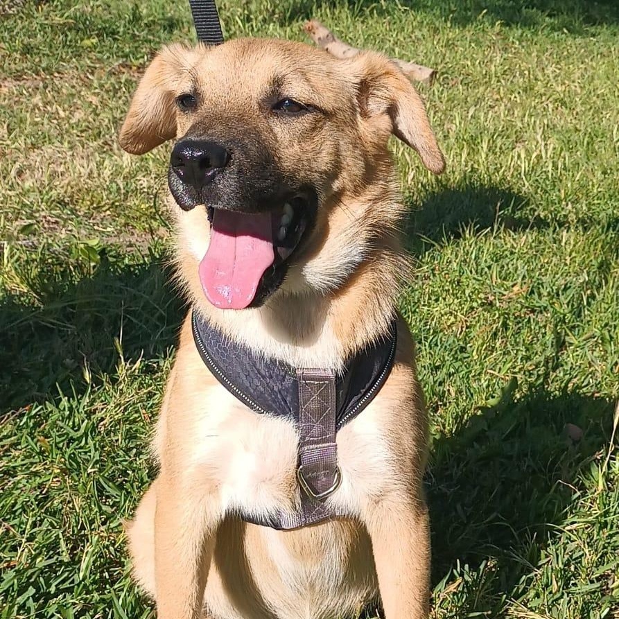 Bambi, a ADOPTABLE mixed breed in Orange, CA image 3/5