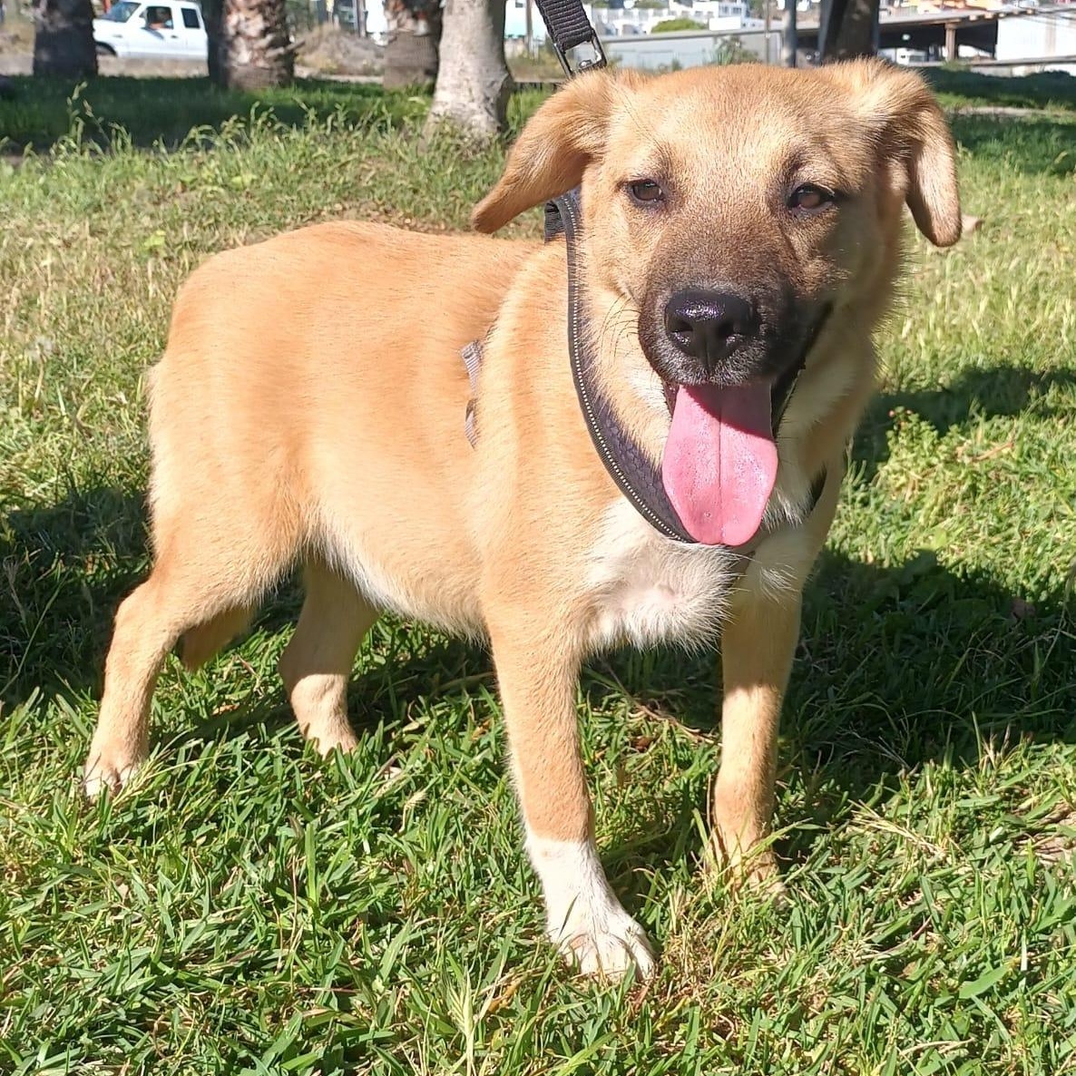 Bambi, a ADOPTABLE mixed breed in Orange, CA image 2/5