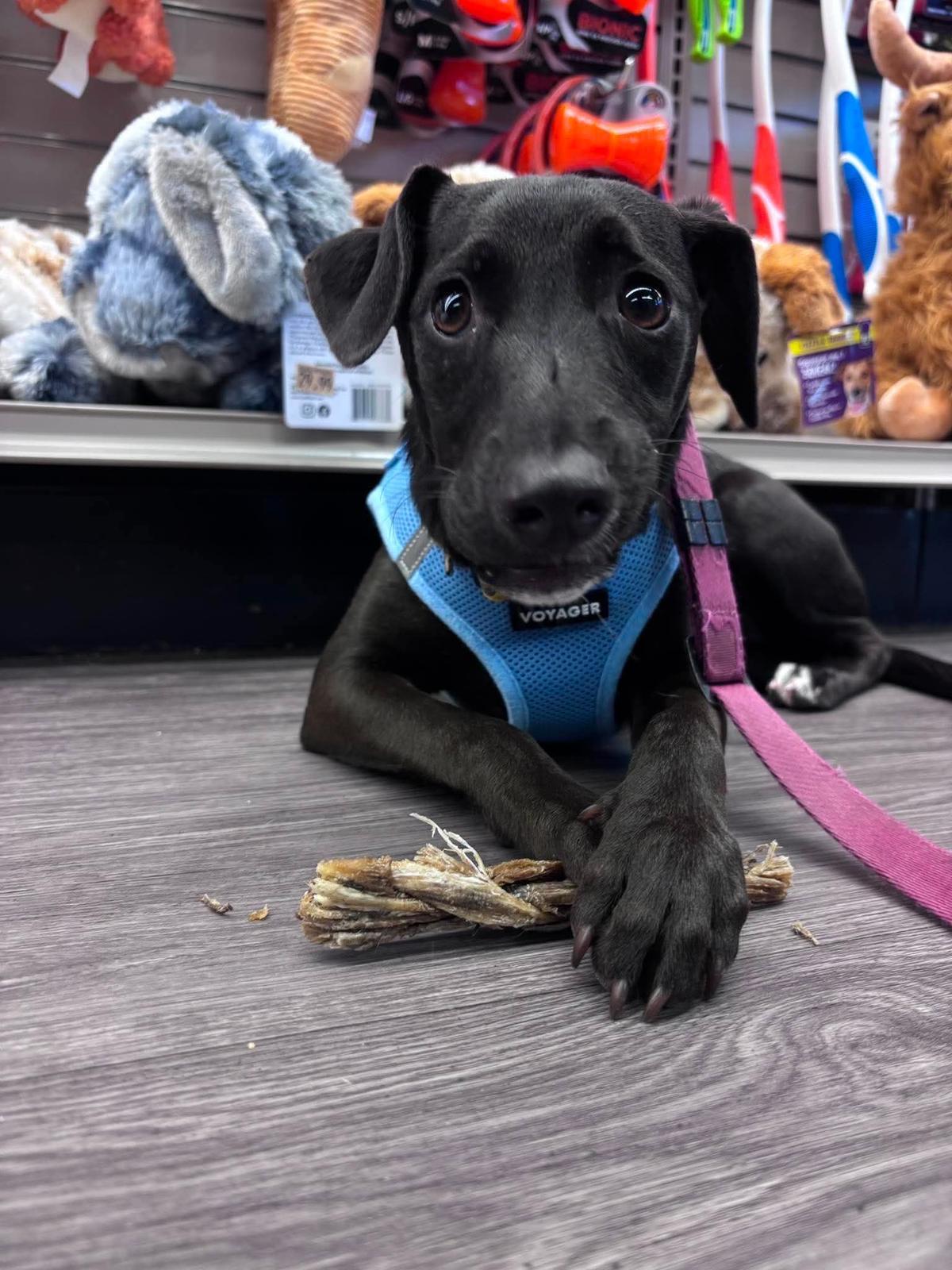 Noa, Adoptable, Puppy Female Mixed Breed.