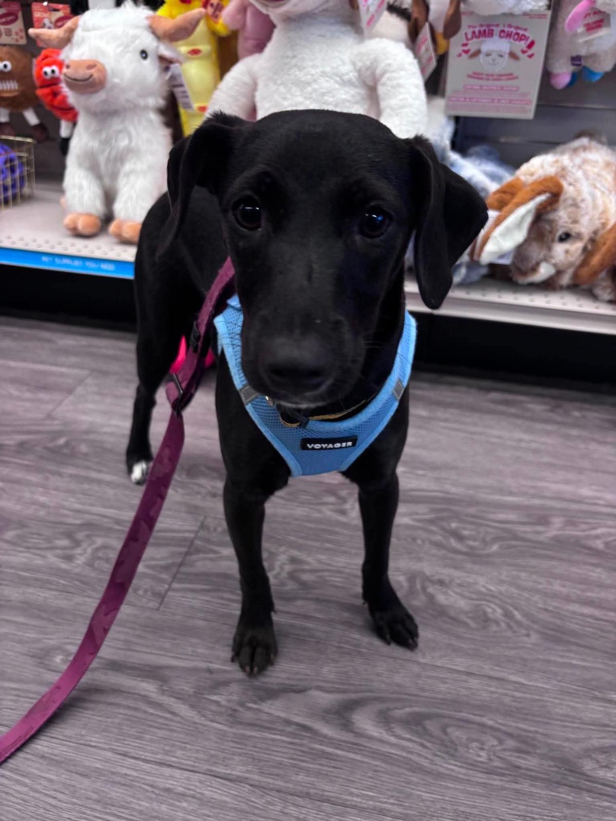 Enlarge Noa, a Adoptable mixed breed in Etobicoke, ON image 3/3