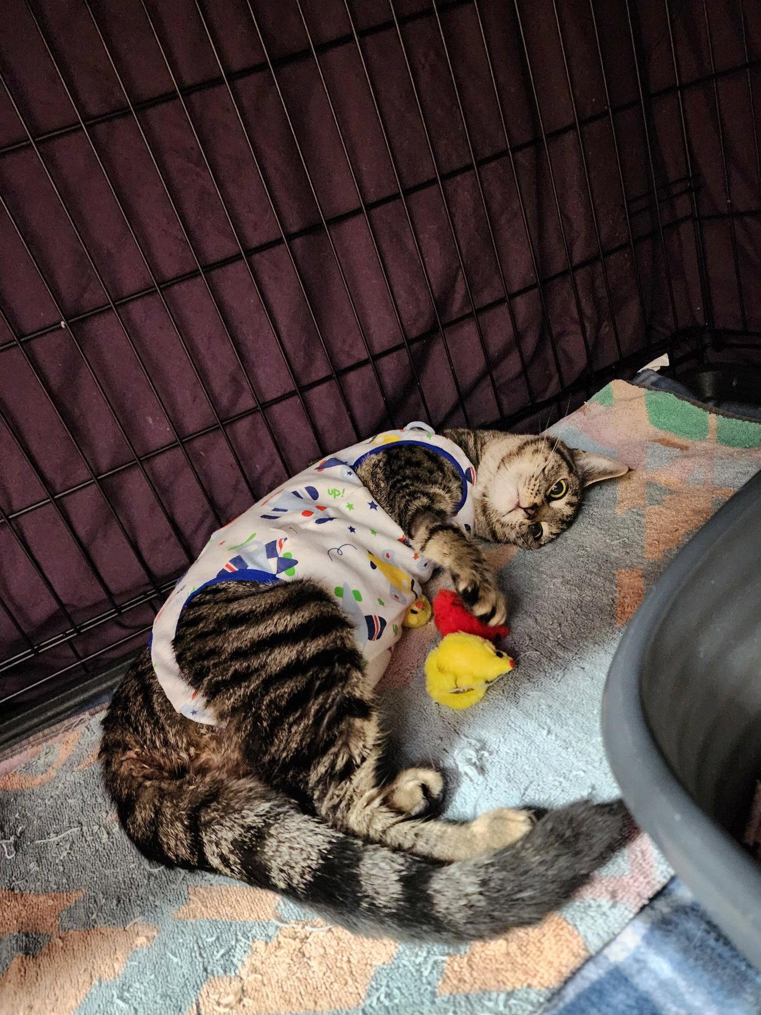 Peaches, Adopted, Young Female Domestic Short Hair.