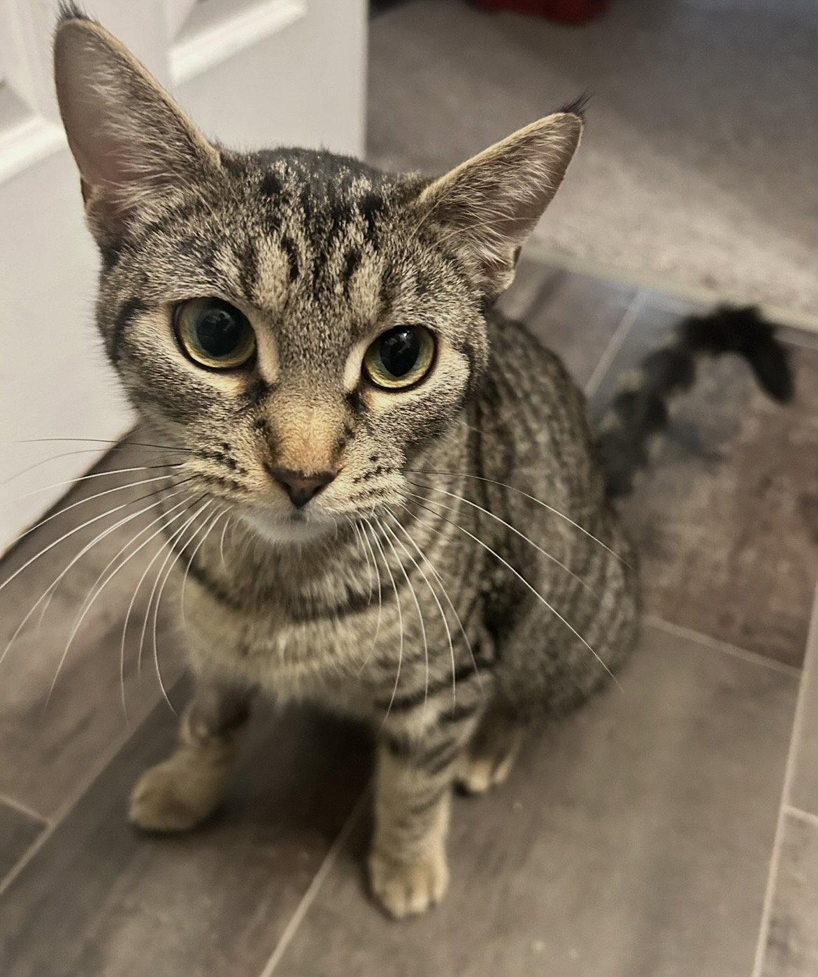 Enlarge Peaches, a Adopted Domestic Short Hair in Tacoma, WA image 2/2