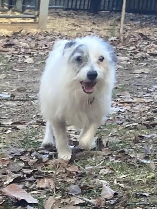 Mr Tibbs, Adopted, Adult Male Jack Russell Terrier.