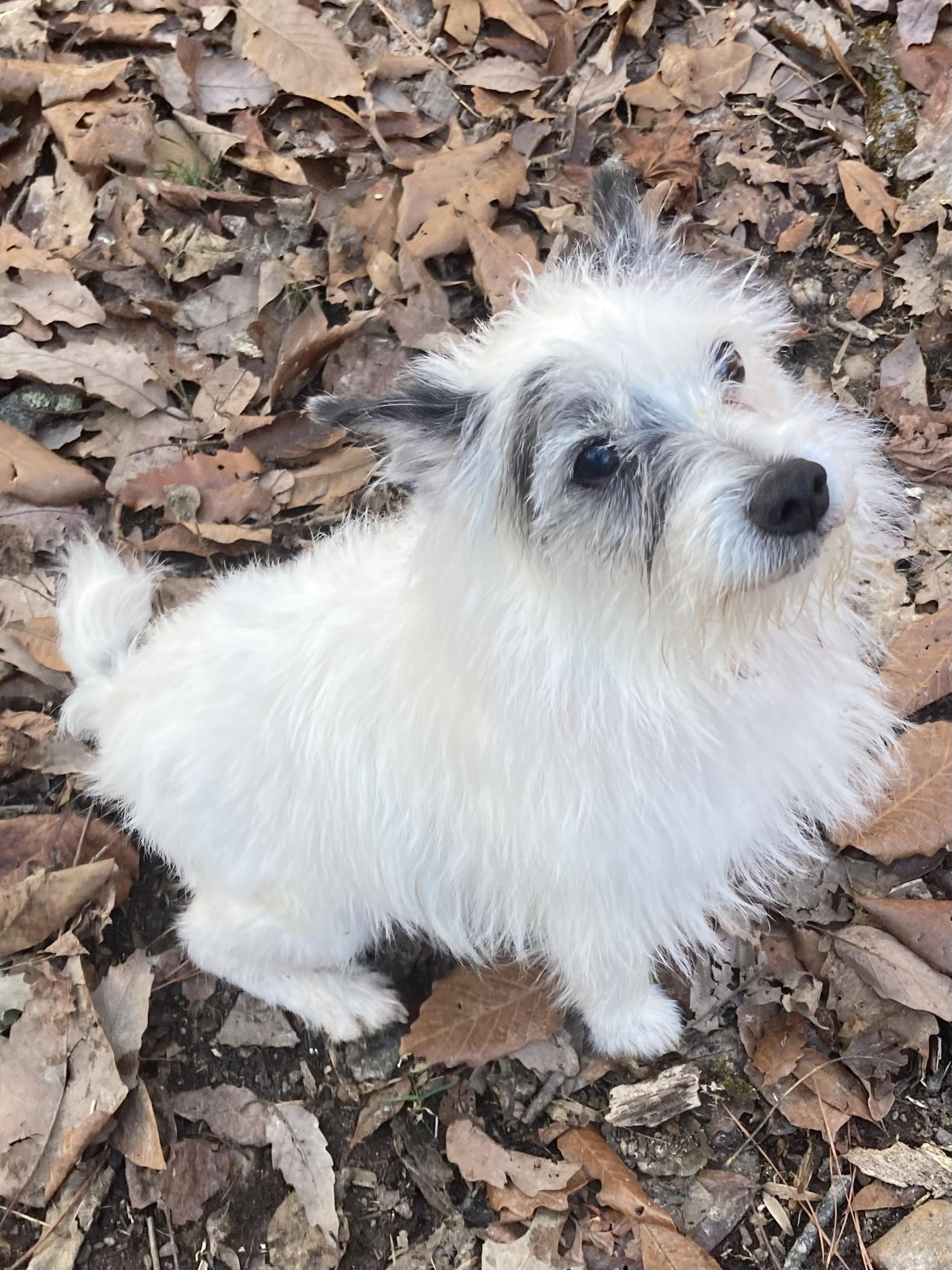Enlarge Mr Tibbs, a Adopted Jack Russell Terrier in Durham, NC image 2/6