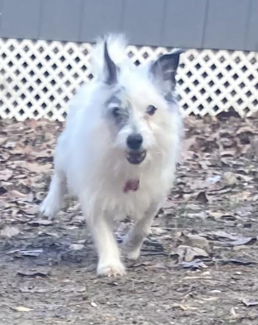 Enlarge Mr Tibbs, a Adopted Jack Russell Terrier in Durham, NC image 3/6