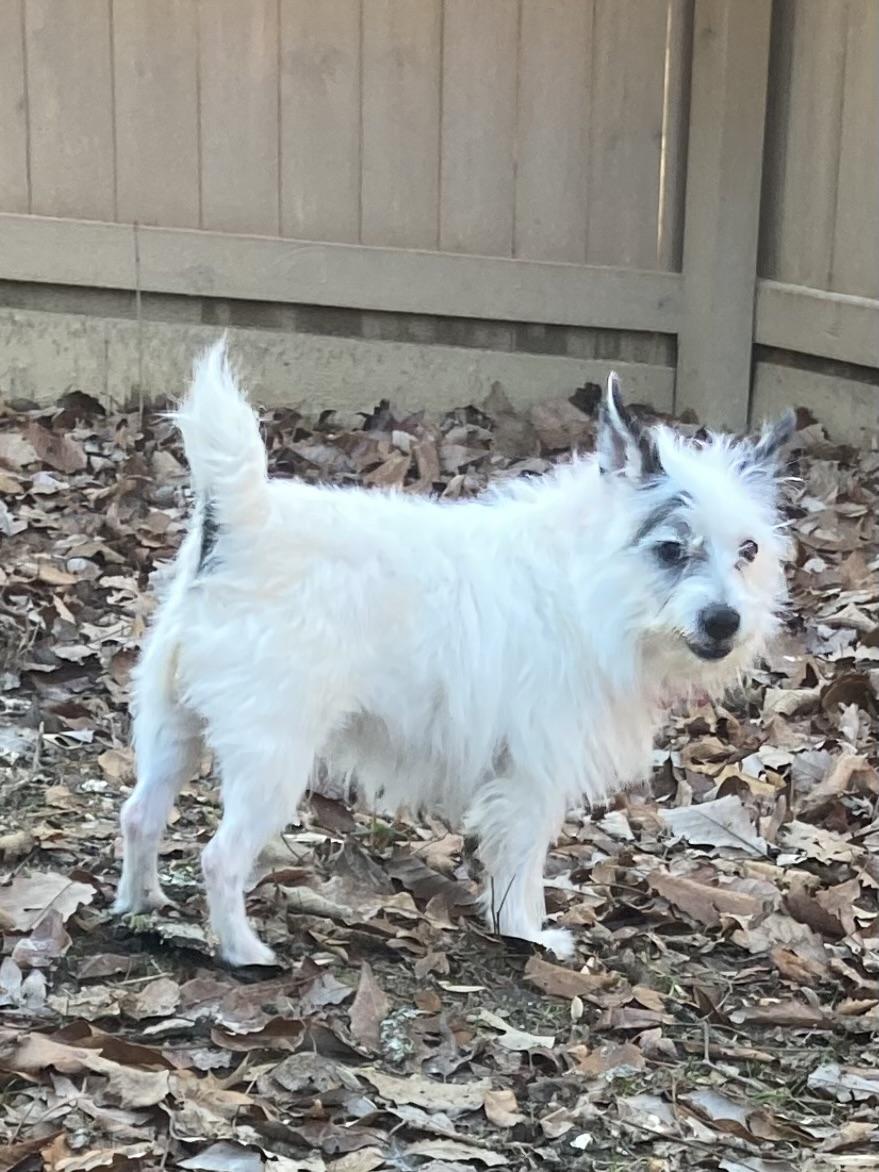 Enlarge Mr Tibbs, a Adopted Jack Russell Terrier in Durham, NC image 5/6