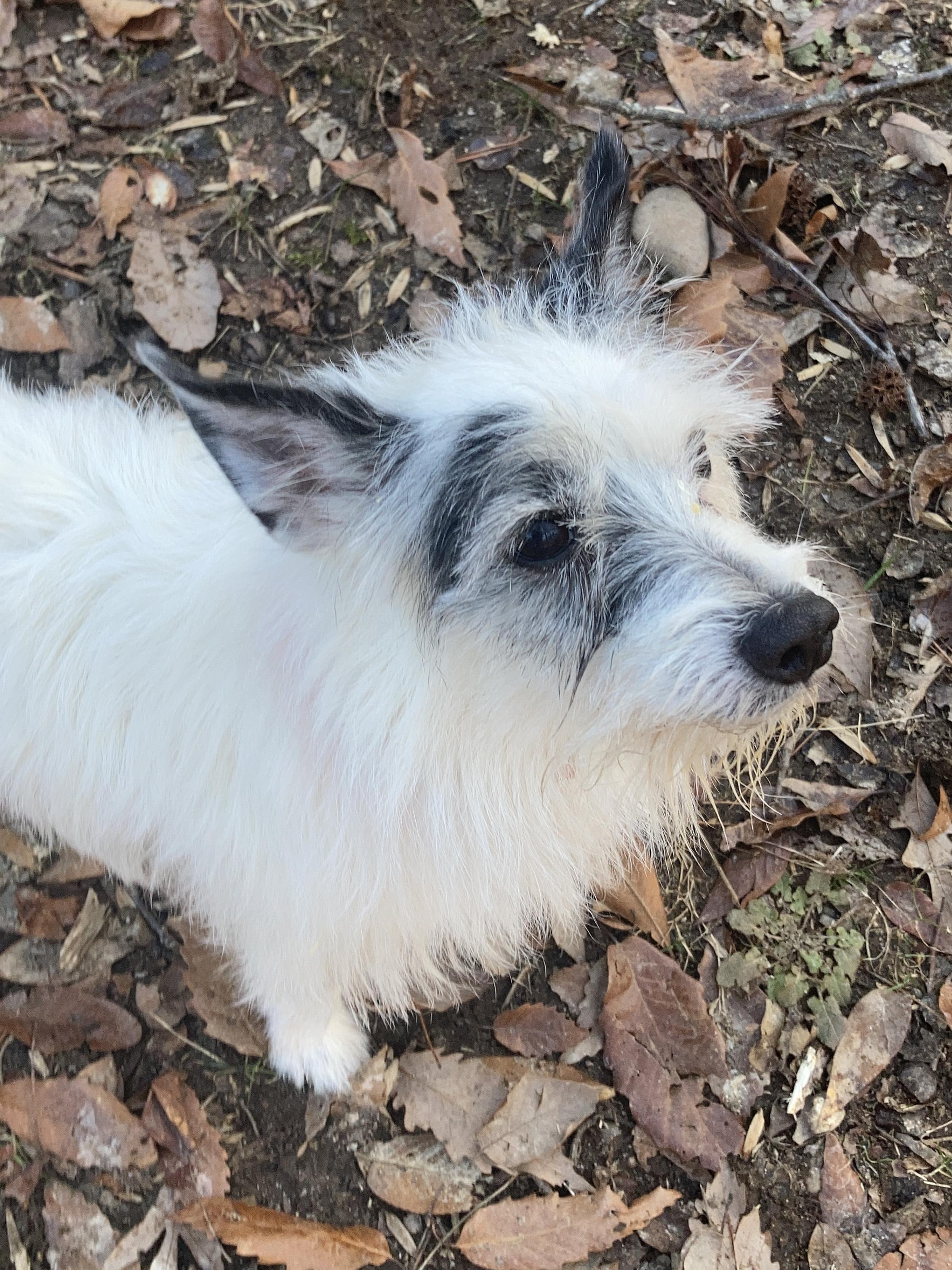 Enlarge Mr Tibbs, a Adopted Jack Russell Terrier in Durham, NC image 6/6