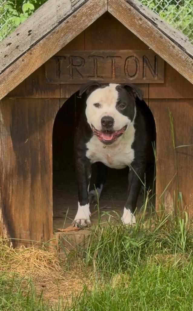 Brute, a Adoptable Pit Bull Terrier in Glenfield, NY image 1/6