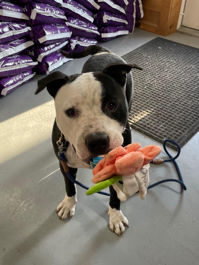 Brute, Adoptable, Adult Male Pit Bull Terrier.