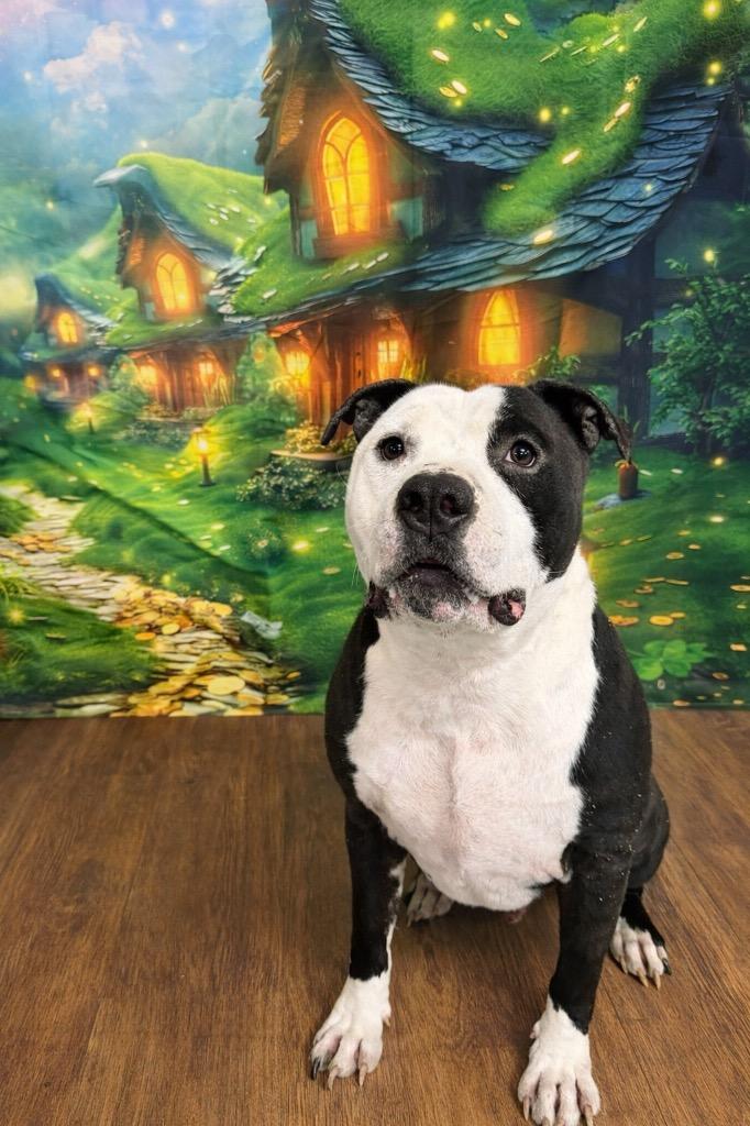 Enlarge Brute, a Adoptable Pit Bull Terrier in Glenfield, NY image 2/6