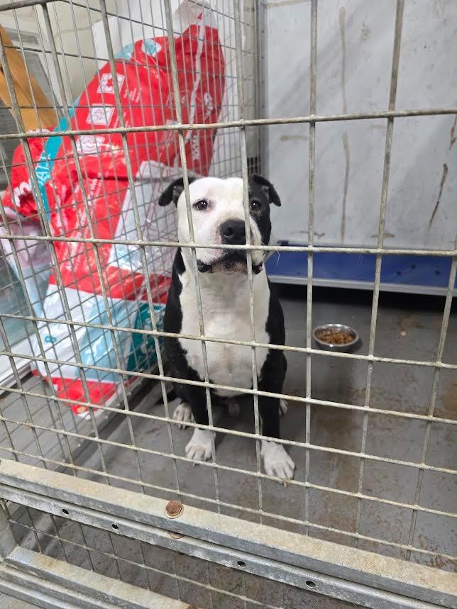 Brute, a Adoptable Pit Bull Terrier in Glenfield, NY image 2/6