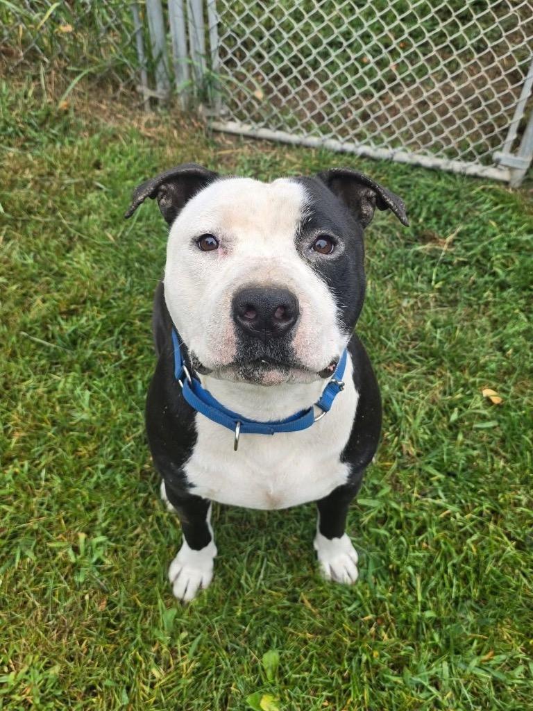 Enlarge Brute, a Adoptable Pit Bull Terrier in Glenfield, NY image 3/6