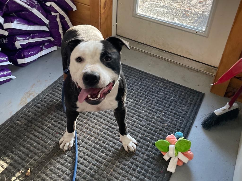 Brute, a Adoptable Pit Bull Terrier in Glenfield, NY image 3/6