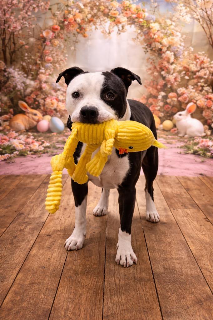 Enlarge Brute, a Adoptable Pit Bull Terrier in Glenfield, NY image 4/6