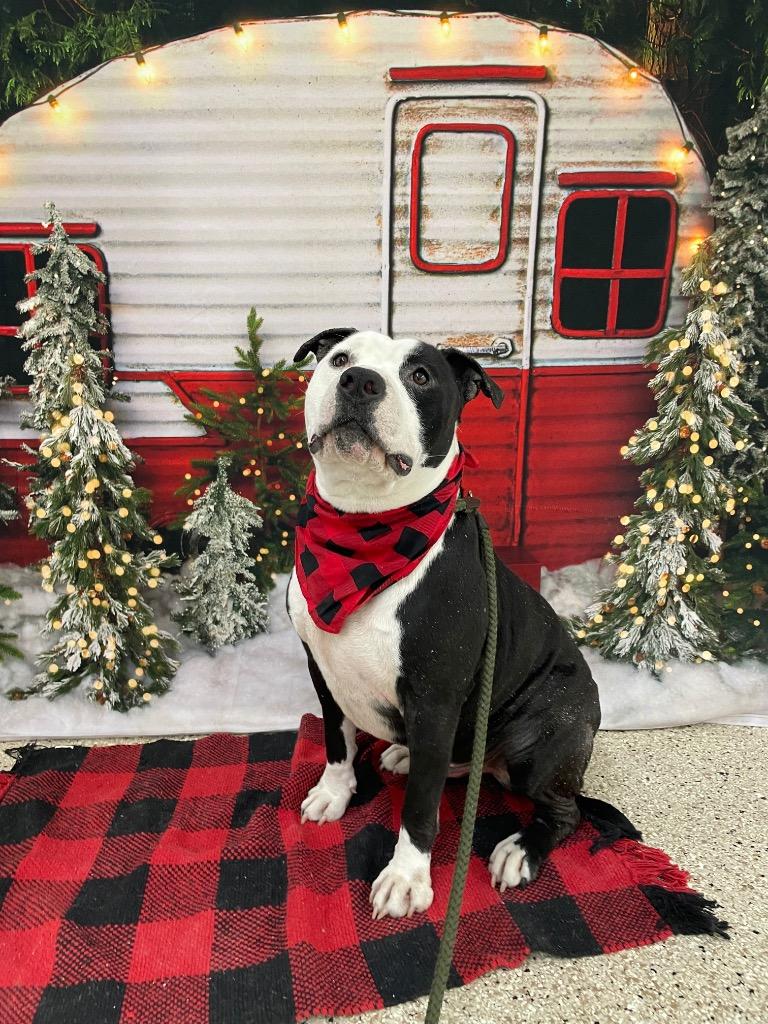 Enlarge Brute, a Adoptable Pit Bull Terrier in Glenfield, NY image 5/6