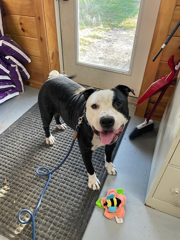 Brute, a Adoptable Pit Bull Terrier in Glenfield, NY image 4/6