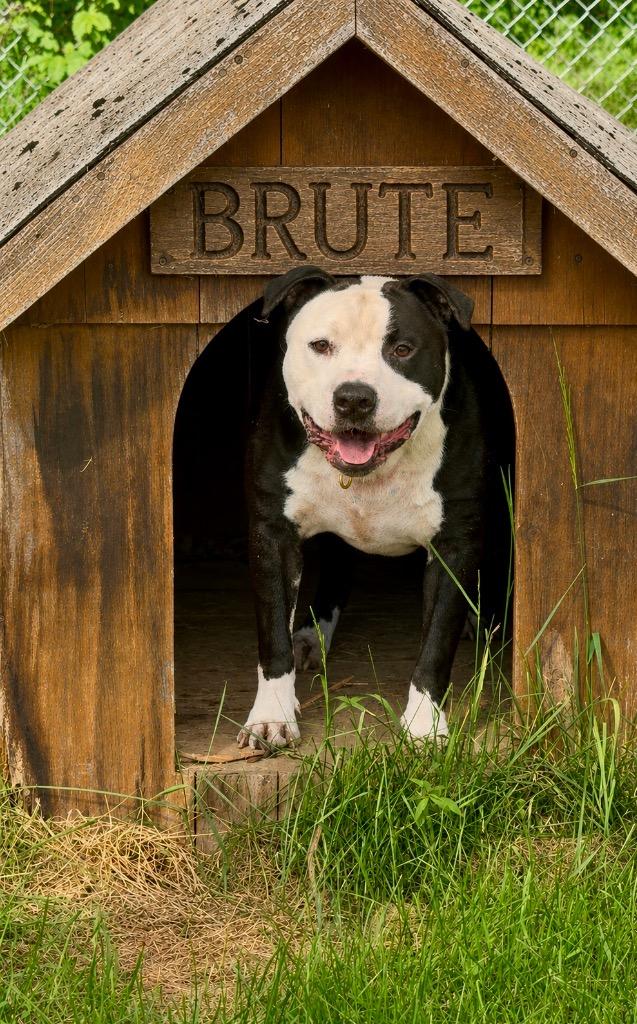 Enlarge Brute, a Adoptable Pit Bull Terrier in Glenfield, NY image 5/6