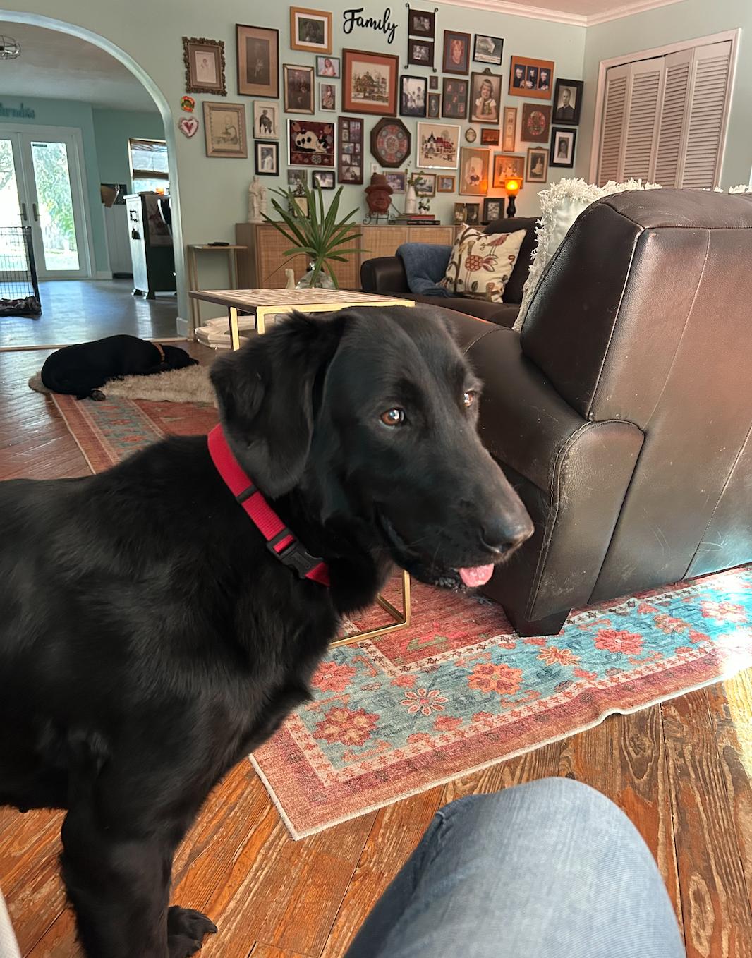 Stella , ADOPTABLE, Young Female Black Labrador Retriever.