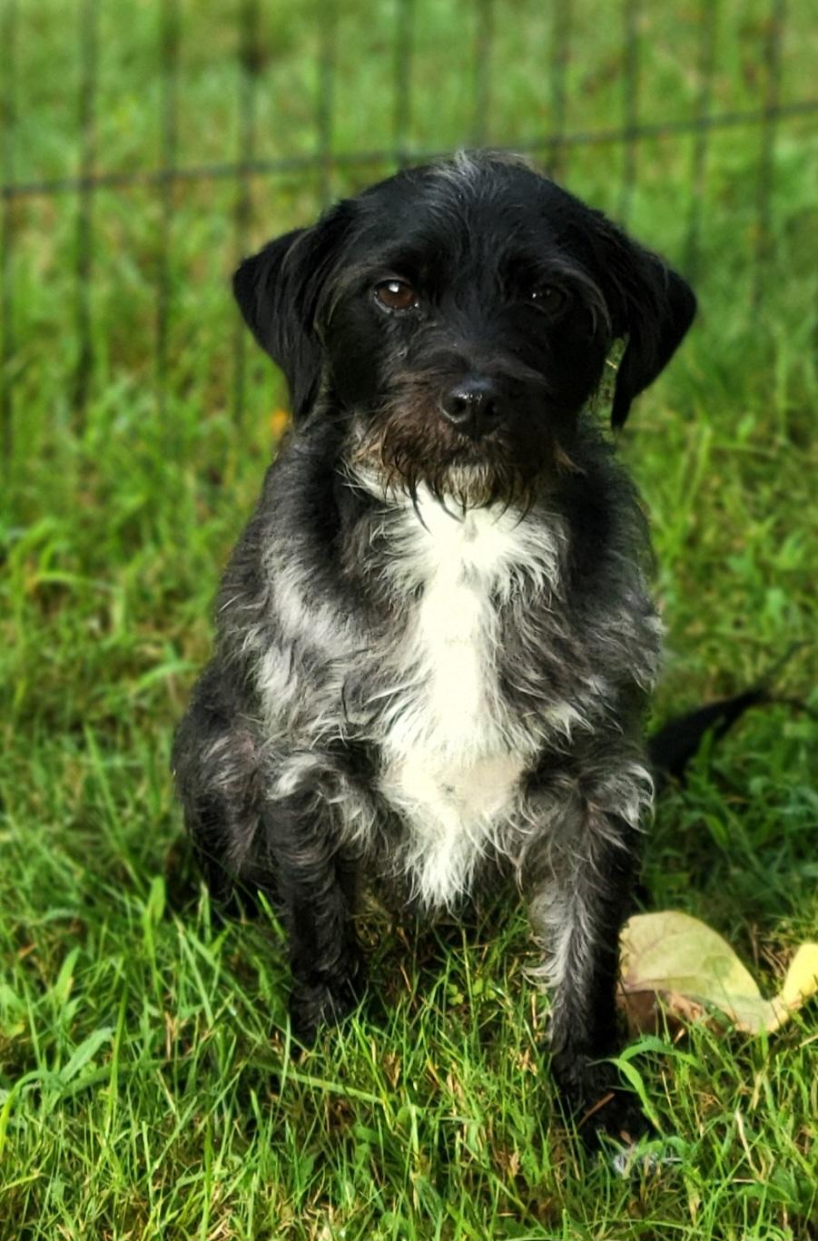 Nova, a ADOPTABLE mixed breed in Elwood, NJ image 3/4