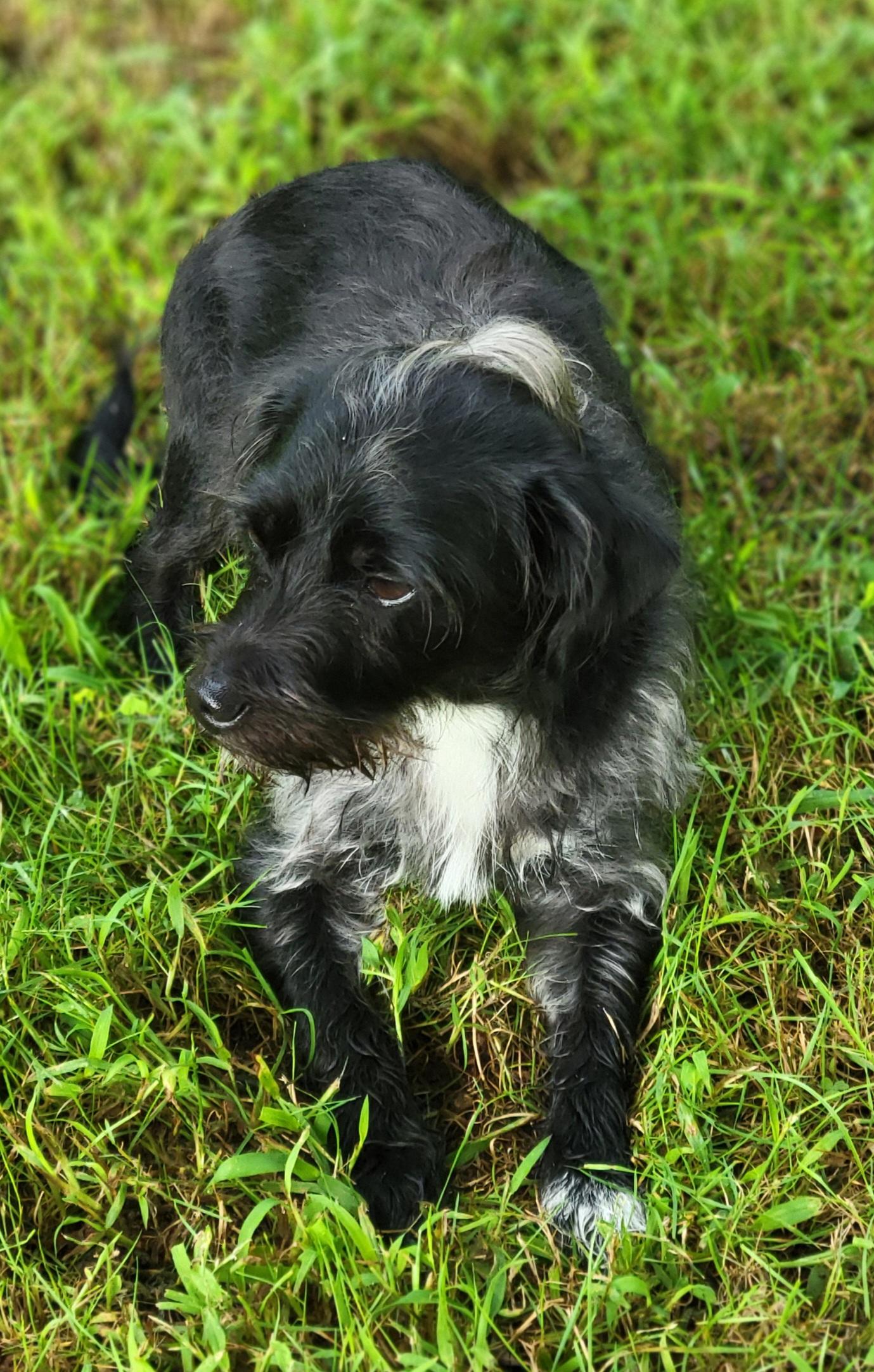 Nova, a ADOPTABLE mixed breed in Elwood, NJ image 4/4
