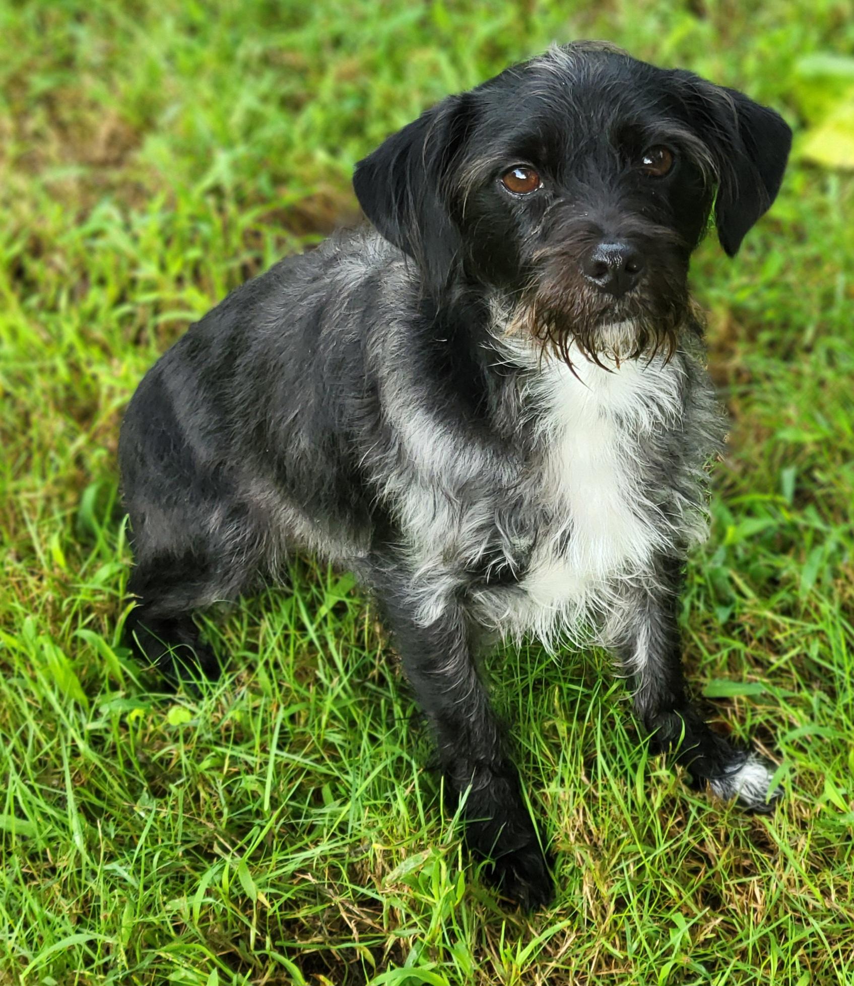 Nova, a ADOPTABLE mixed breed in Elwood, NJ image 1/4