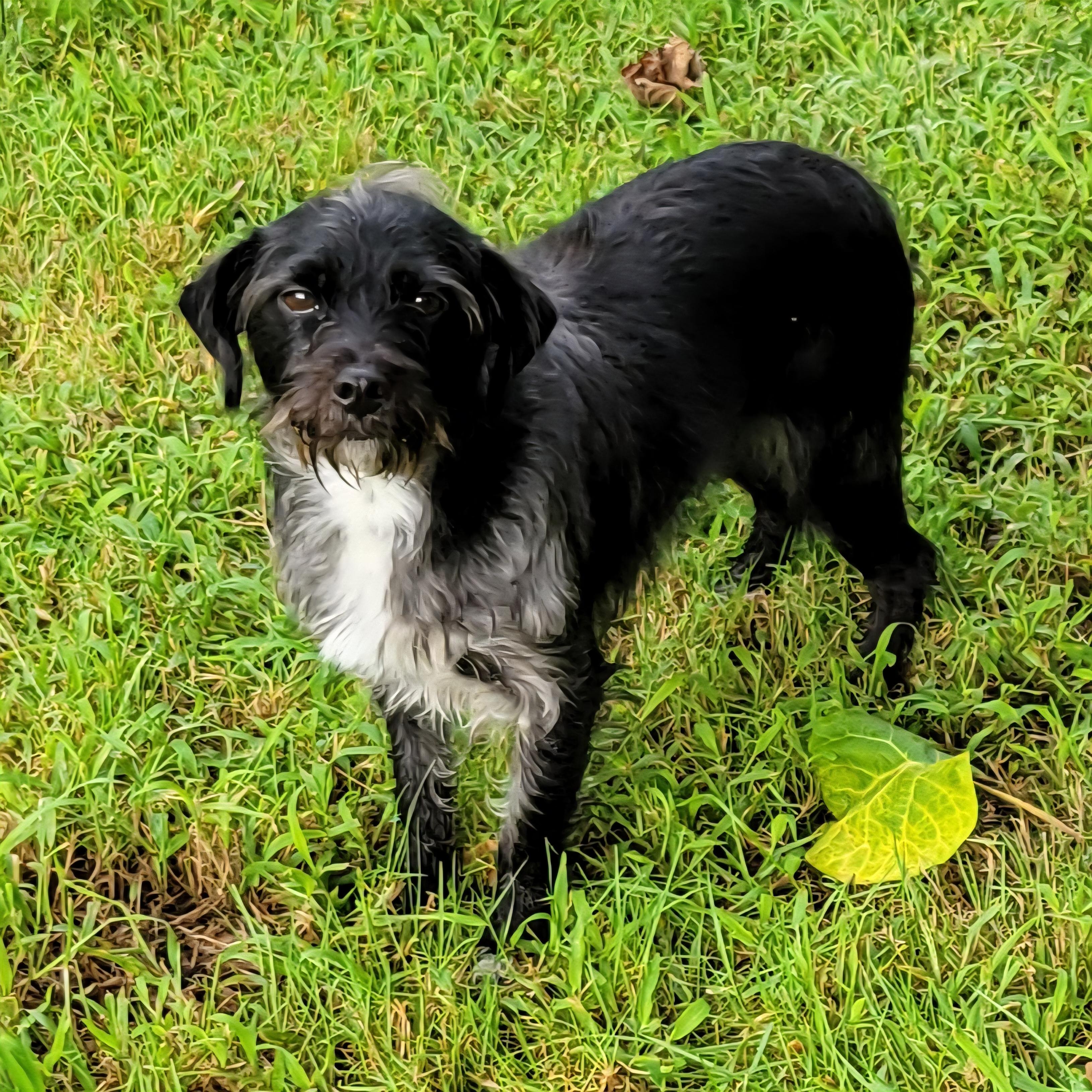 Nova, a ADOPTABLE mixed breed in Elwood, NJ image 2/4