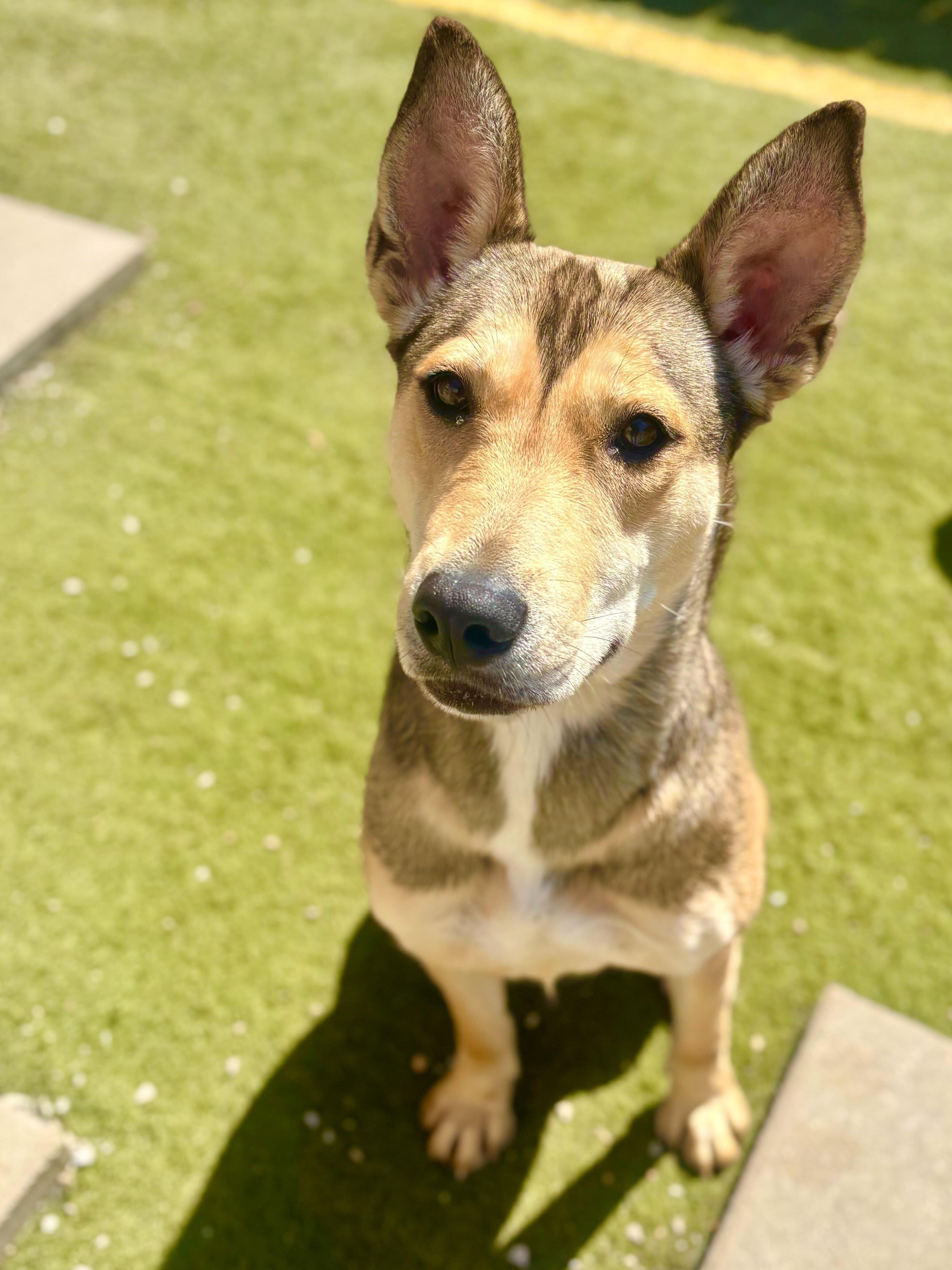 Scout