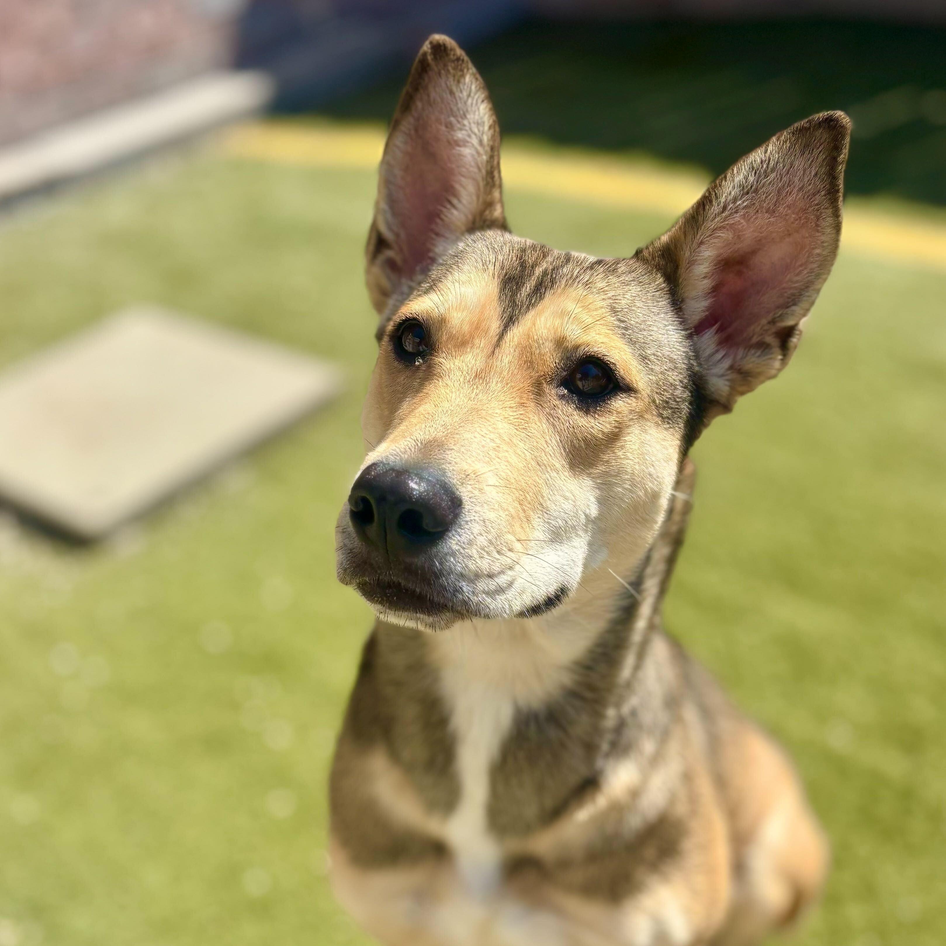 Scout