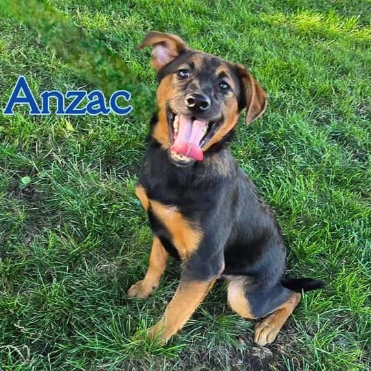 Anzac