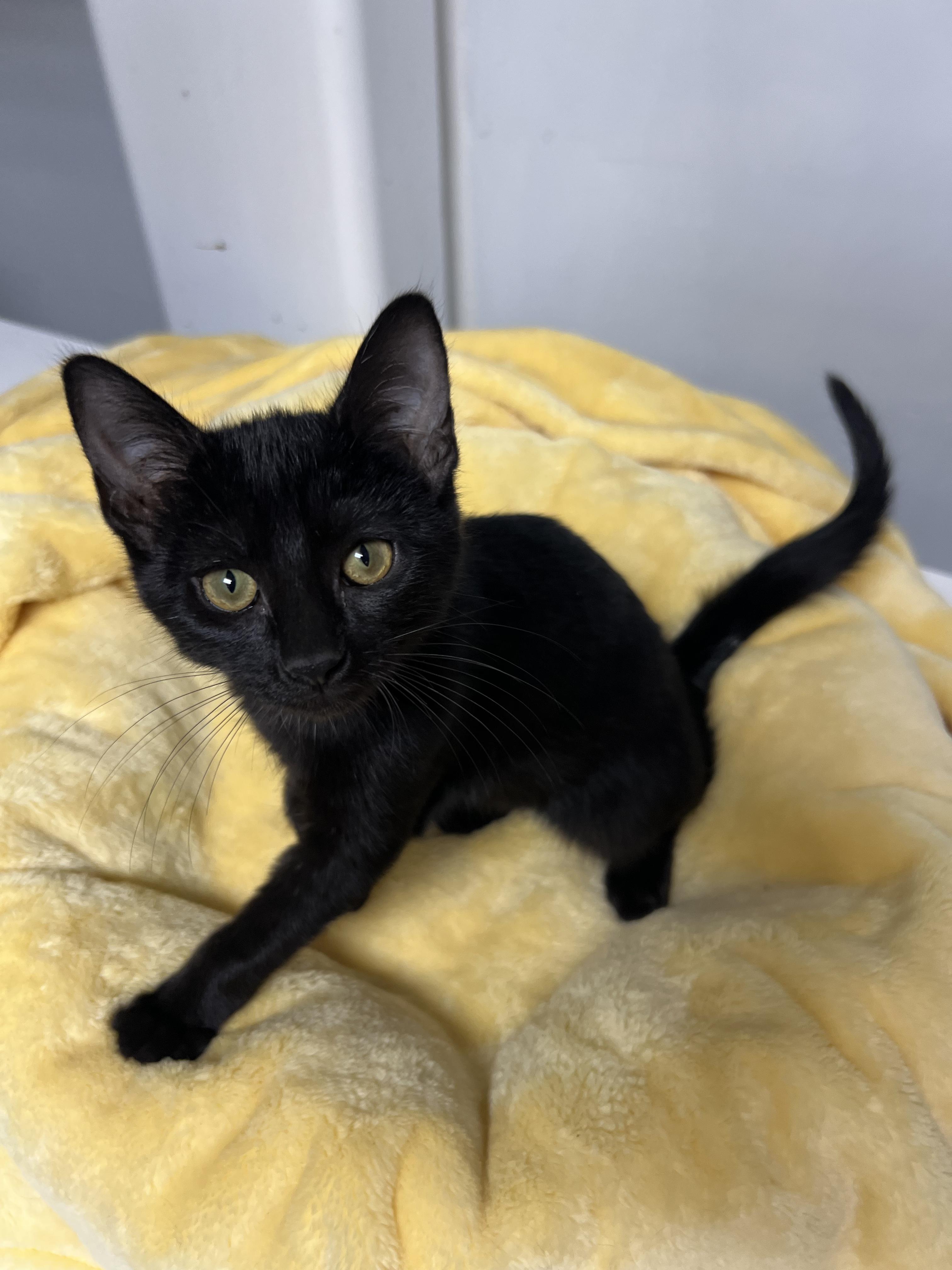 Enlarge Blackjack, a Adoptable Domestic Short Hair in Gaithersburg, MD image 1/1