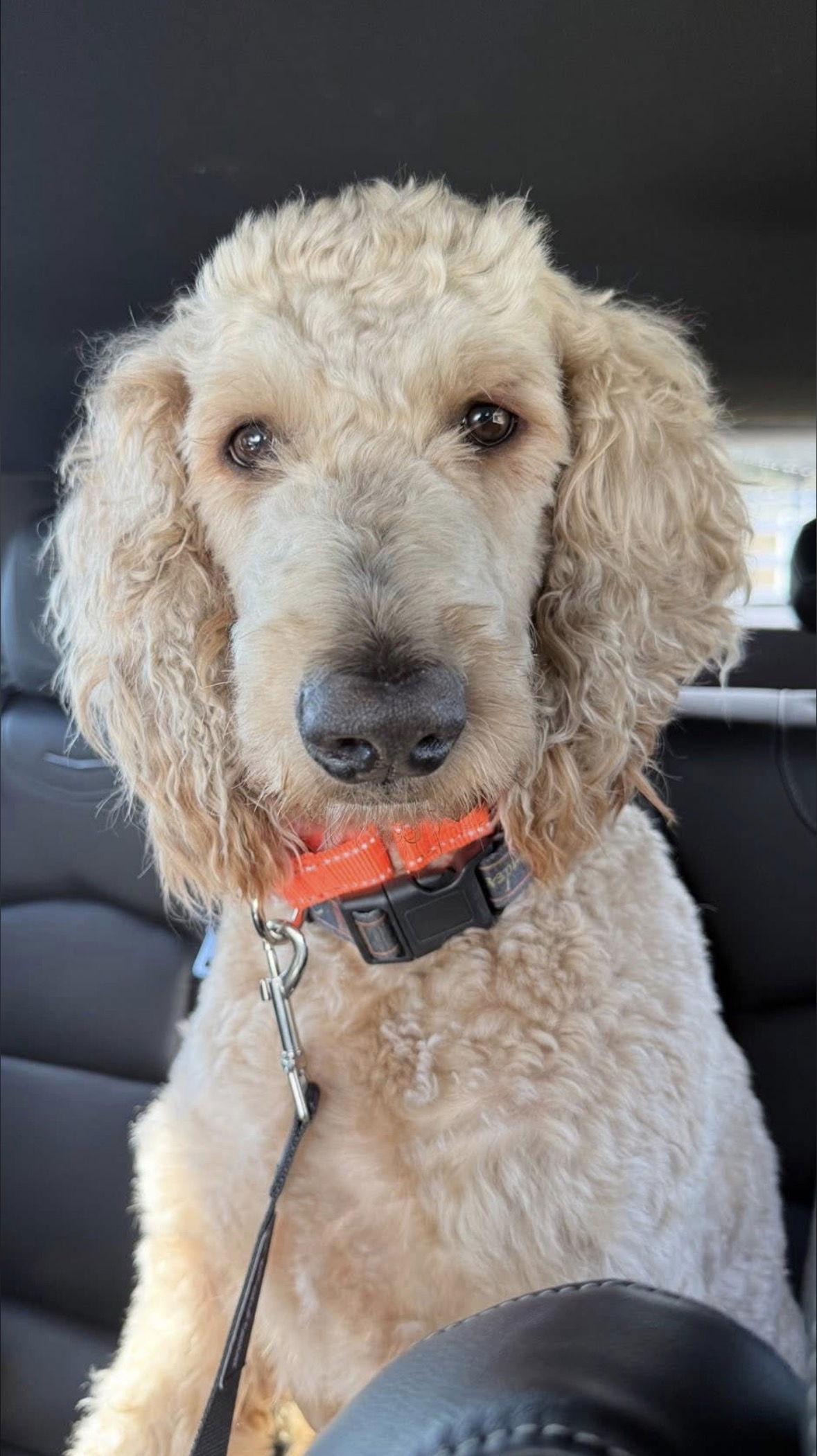 Fender, Adoptable, Young Male Mixed Breed.