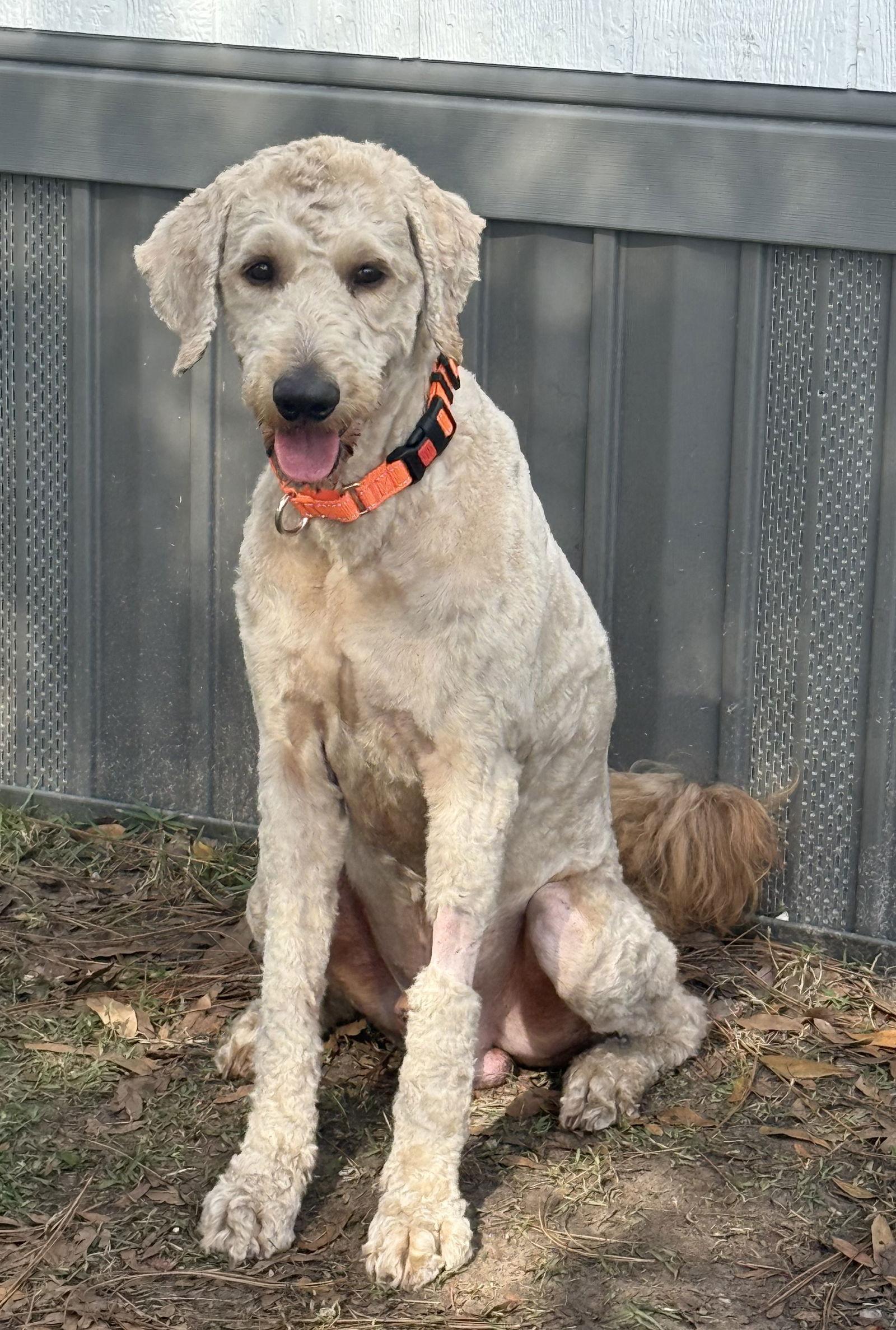 Fender, Adoptable, Young Male Standard Poodle & Golden Retriever.