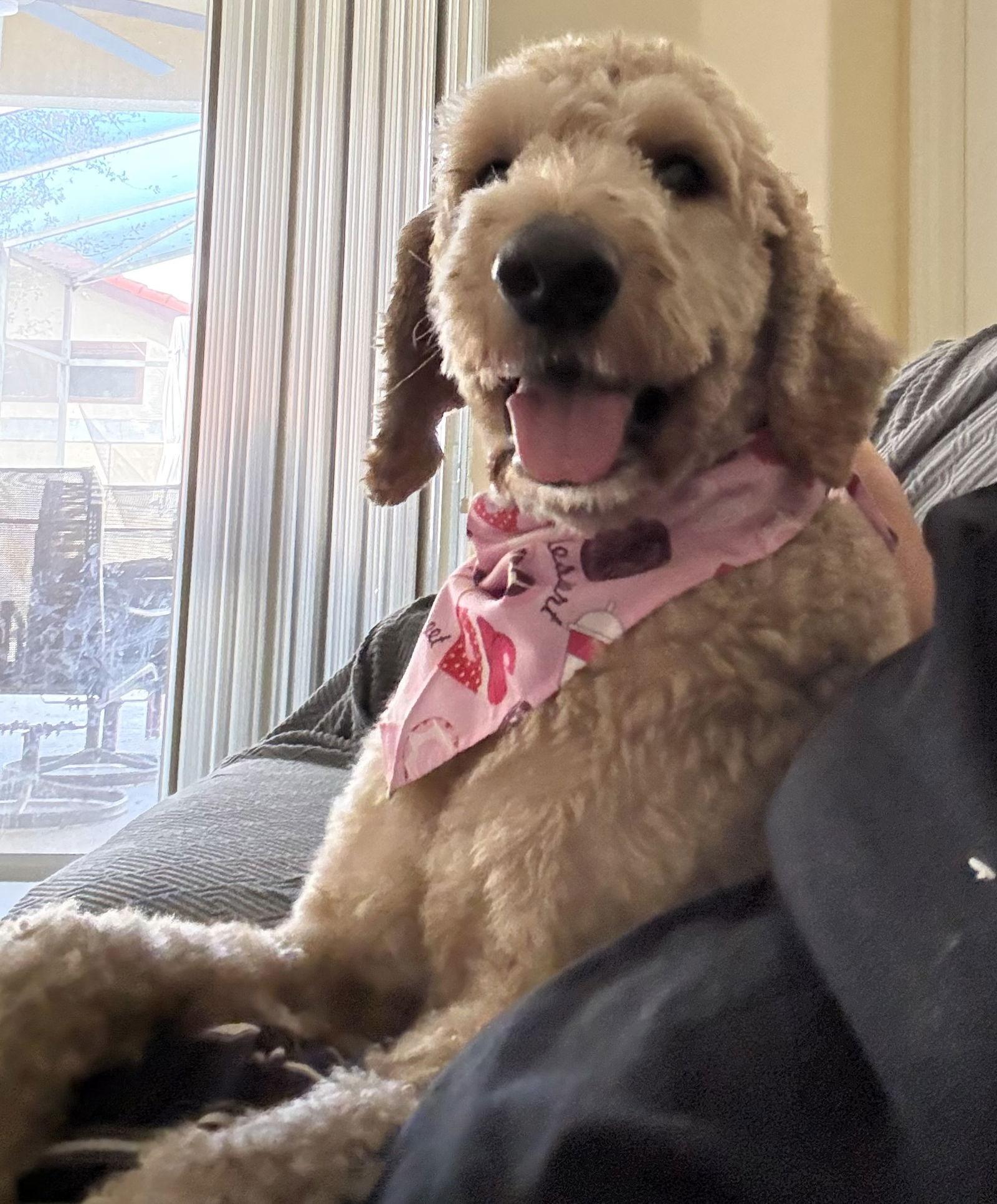 Fender, Adoptable, Young Male Standard Poodle & Golden Retriever.