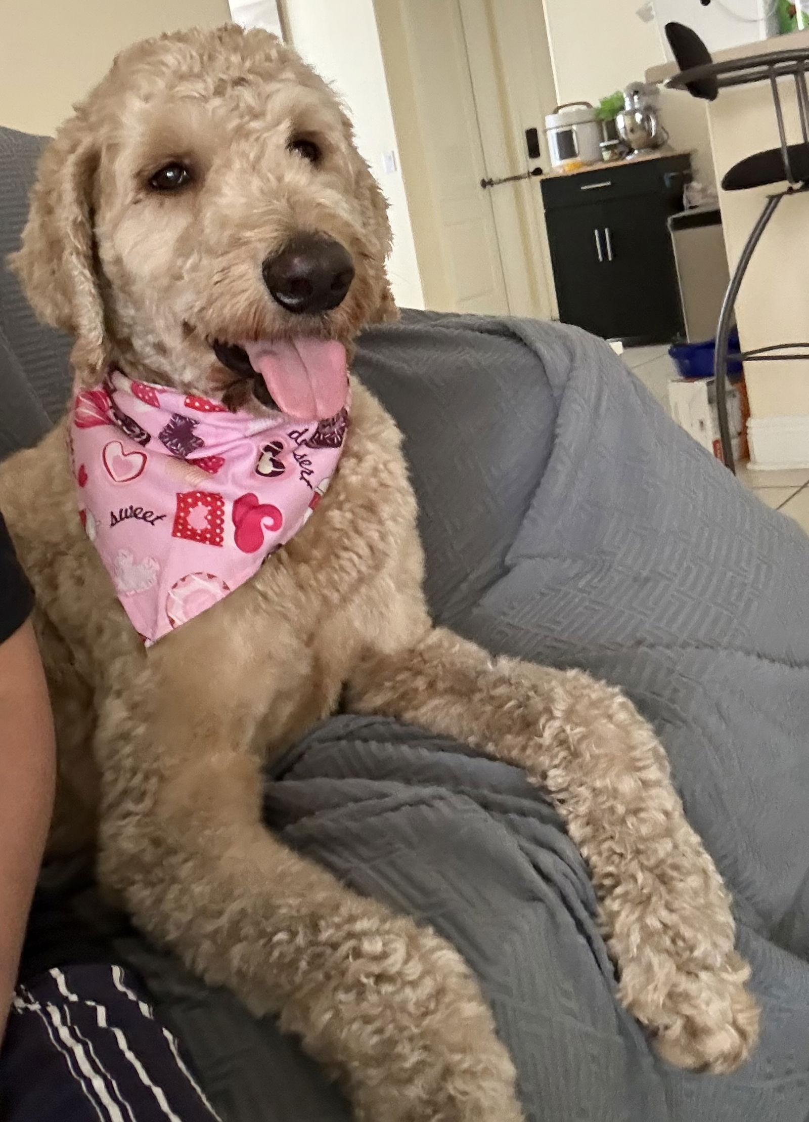 Fender, a Adoptable mixed breed in Valrico, FL image 3/3