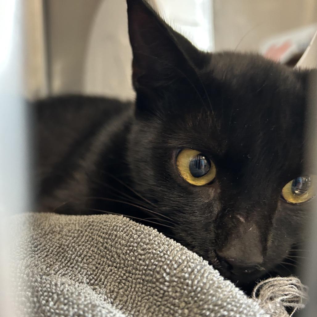 Flopsy, Adoptable, Adult Female Domestic Short Hair.