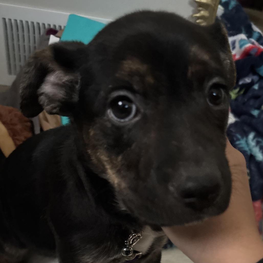 Enlarge CoCo - gray, a Adoptable mixed breed in Greenfield, IN image 1/1