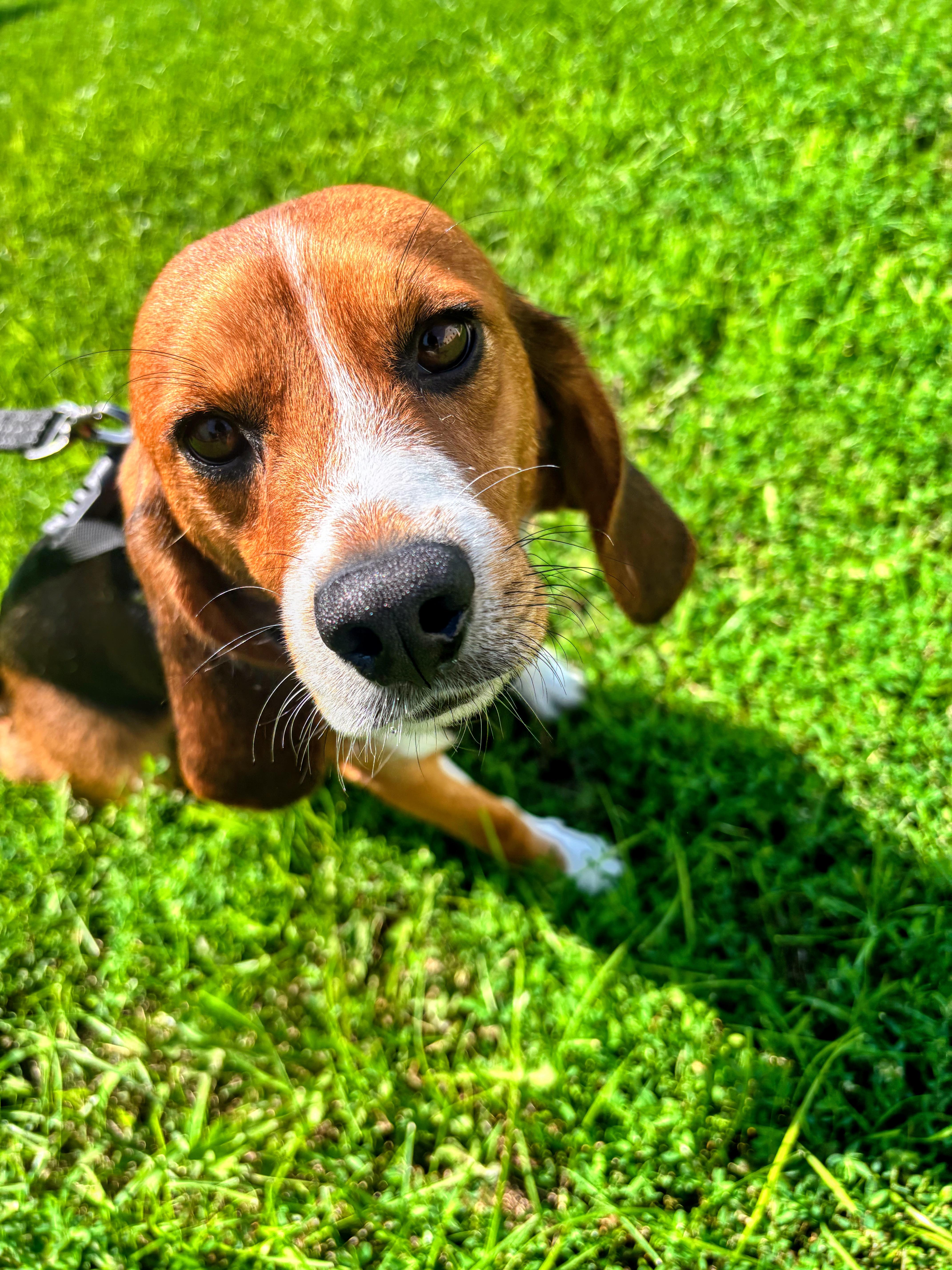 Enlarge Bowzer, a Adoptable Beagle in Rockwell City, IA image 2/2