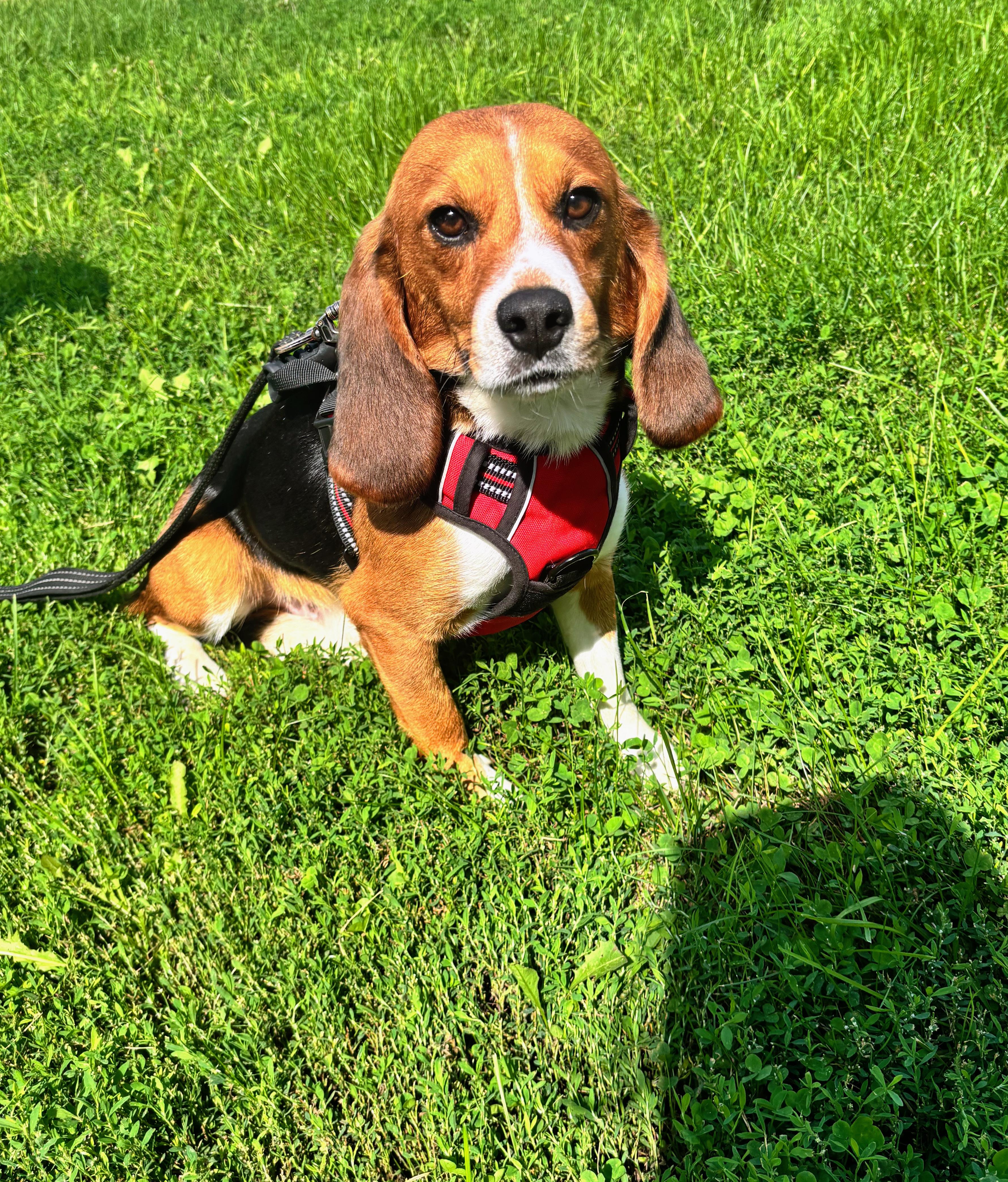 Enlarge Bowzer, a Adoptable Beagle in Rockwell City, IA image 1/2