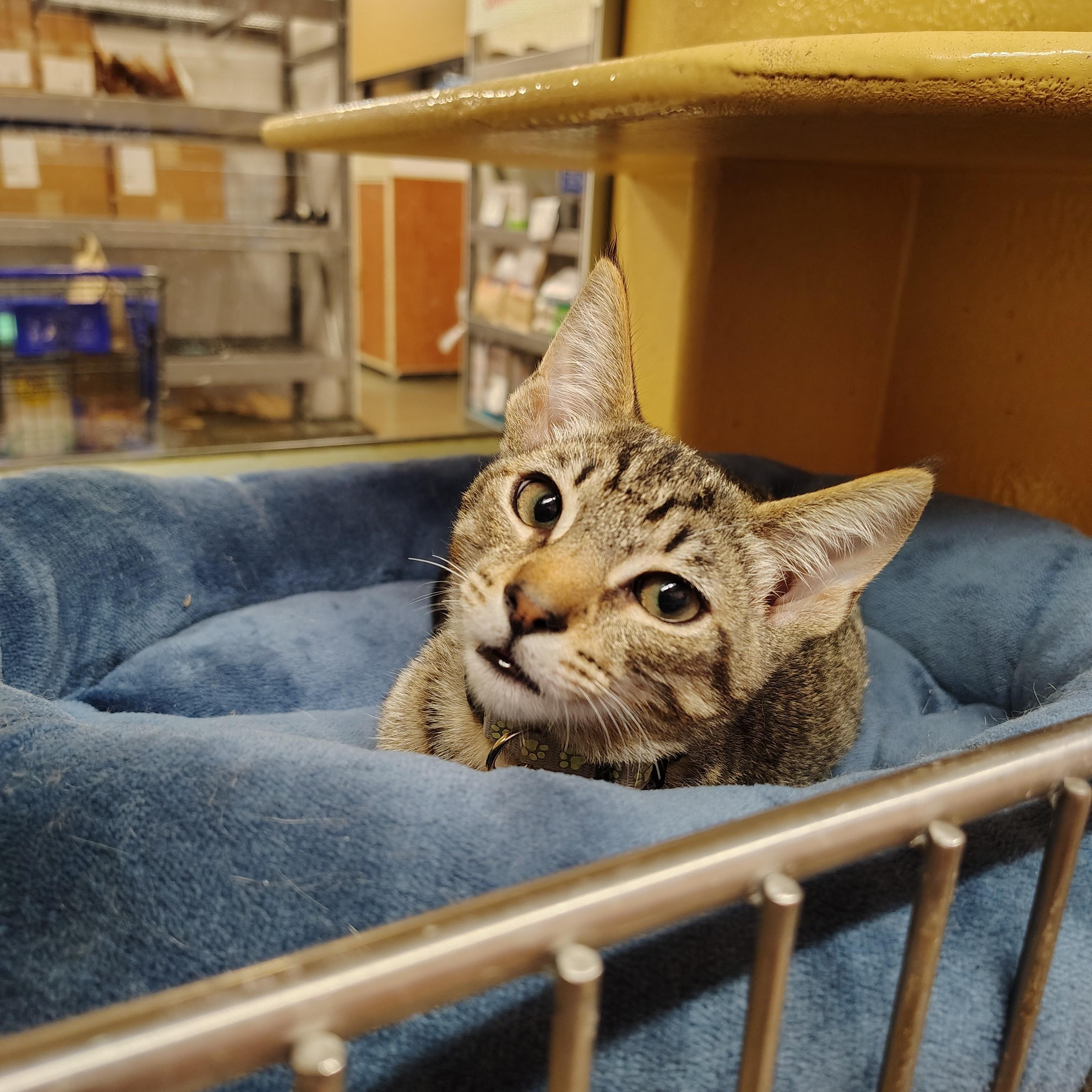 Enlarge Cosmo, a Adoptable Domestic Short Hair in Long Beach, CA image 1/1