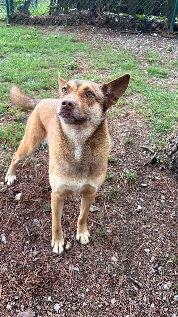 Heidi, Adoptable, Adult Female Shepherd.