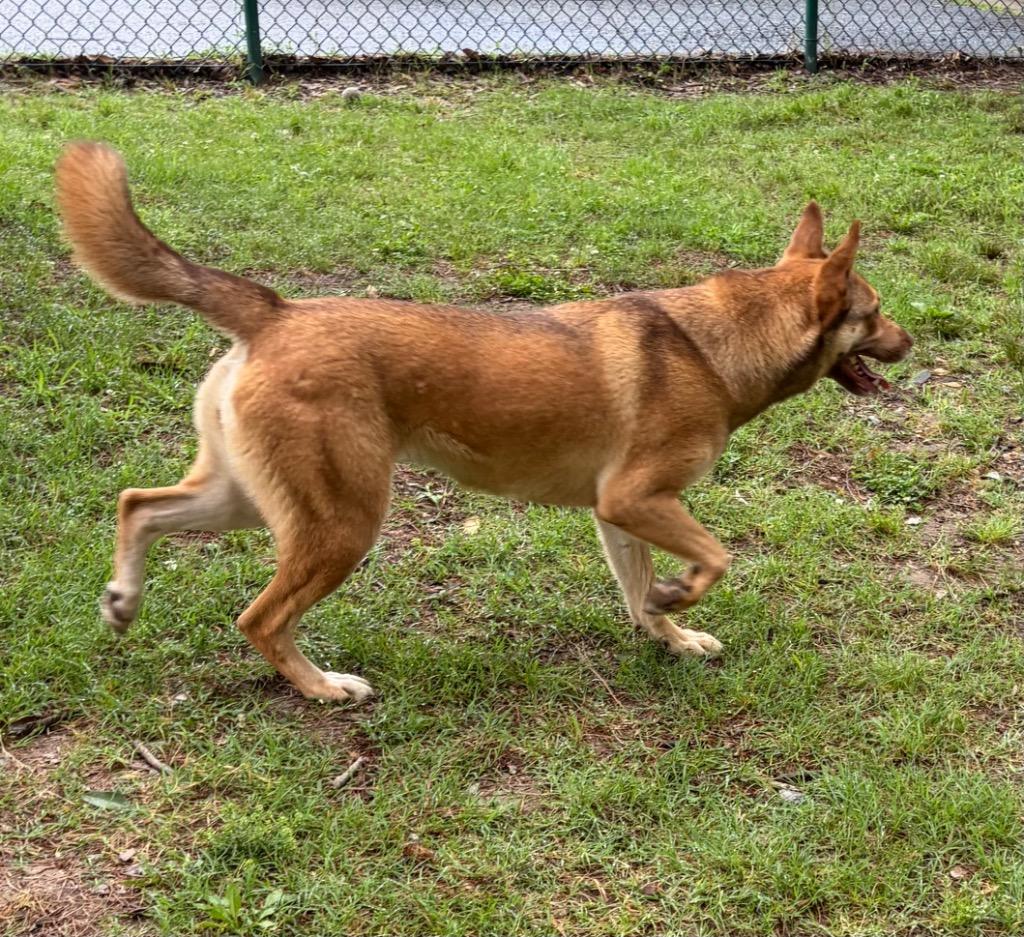 Heidi, a Adoptable mixed breed in Little Rock, AR image 2/5