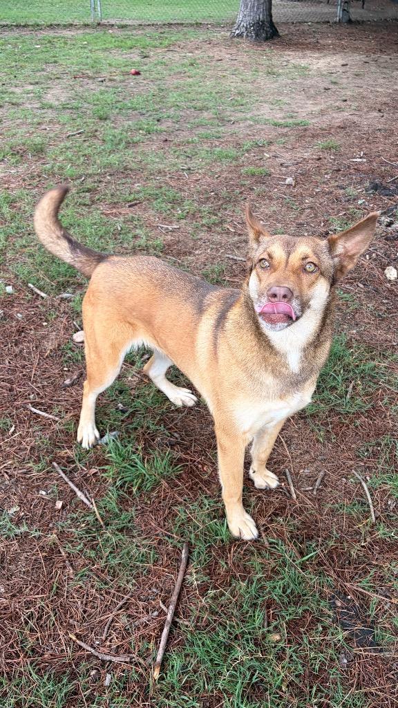 Heidi, a Adoptable mixed breed in Little Rock, AR image 3/5