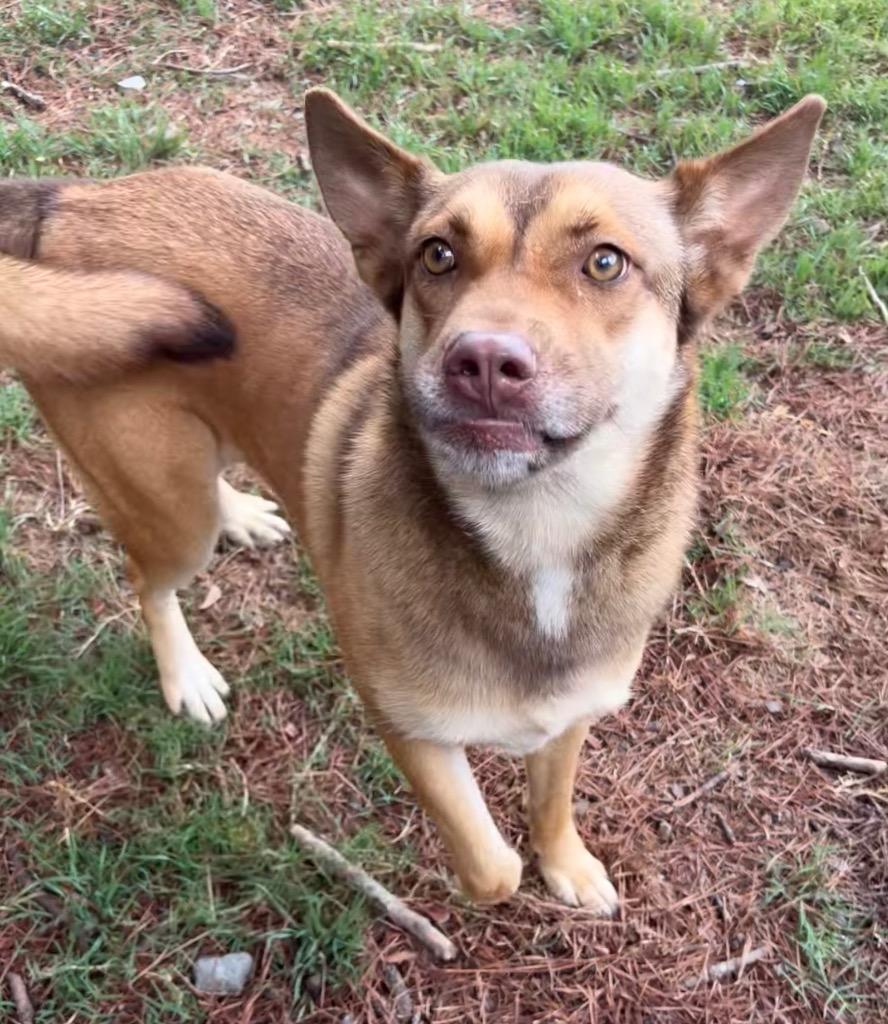 Heidi, a Adoptable mixed breed in Little Rock, AR image 4/5