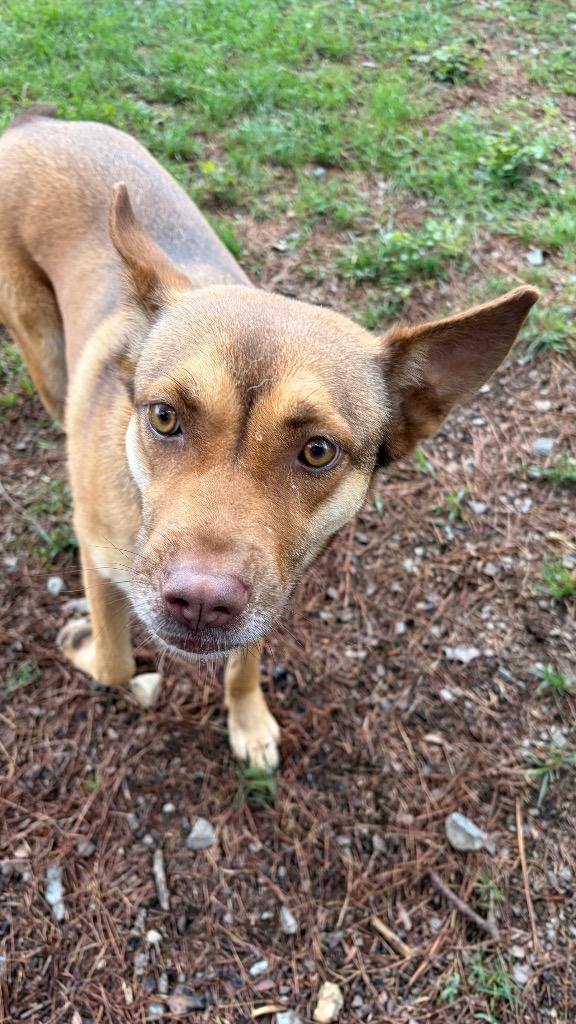 Heidi, a Adoptable mixed breed in Little Rock, AR image 5/5