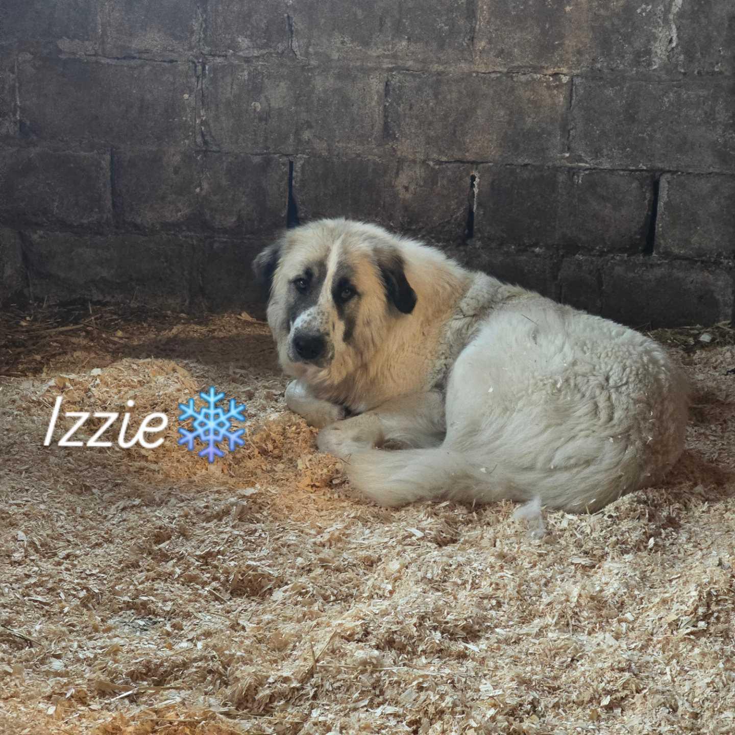 Izzie, Adoptable, Adult Female Mixed Breed.