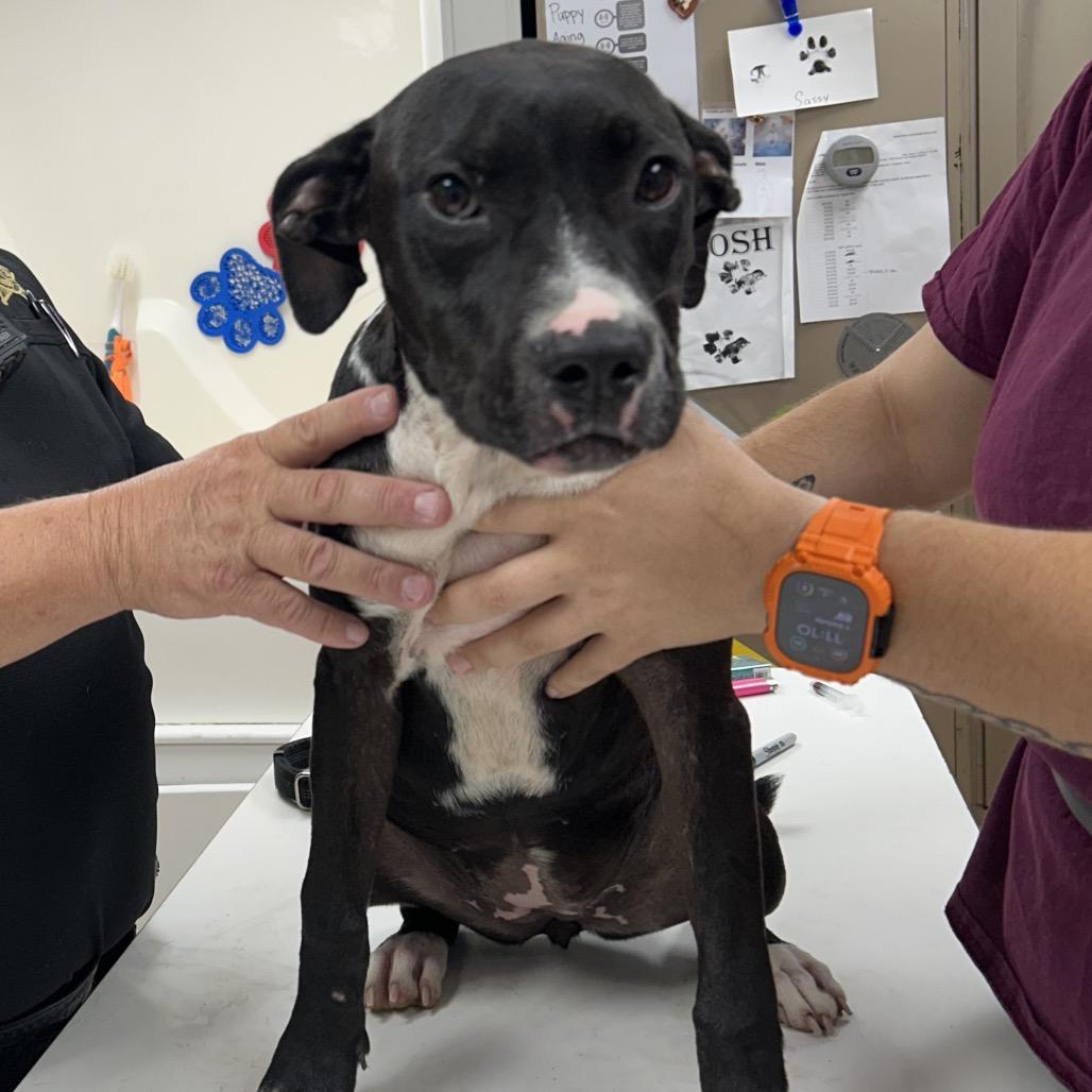 Jillian, Adoptable, Young Female Pit Bull Terrier & Mixed Breed.