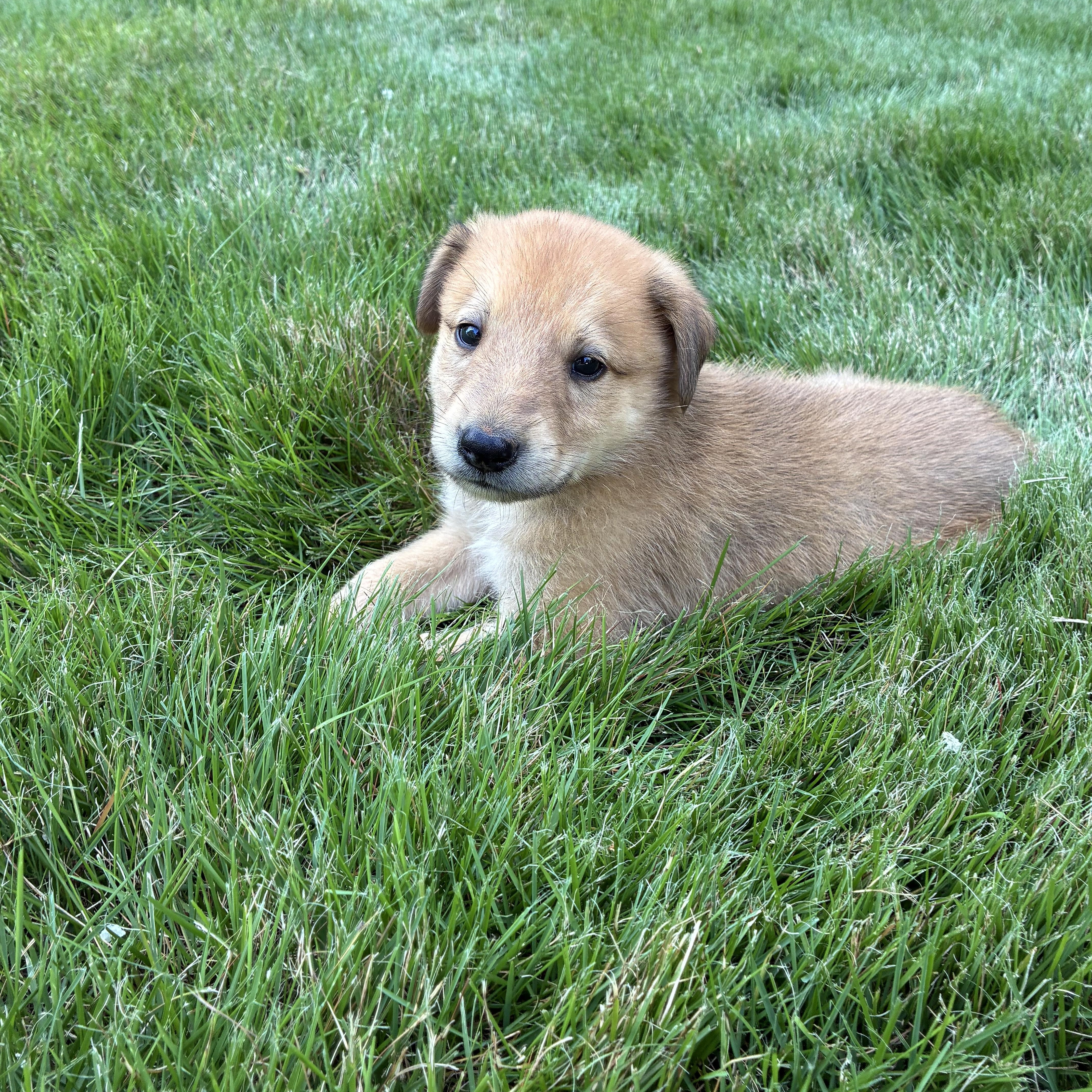Timber, an adopted mixed breed in Chicago , IL image 4/6