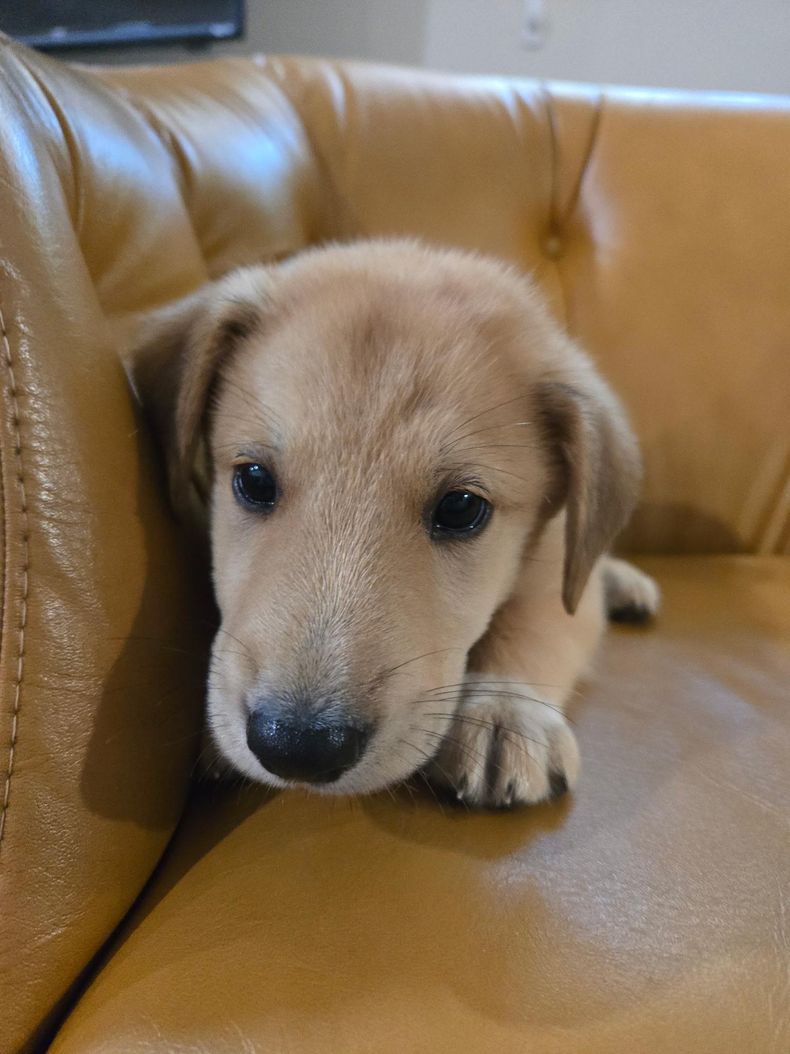 Timber, an adopted mixed breed in Chicago , IL image 5/6